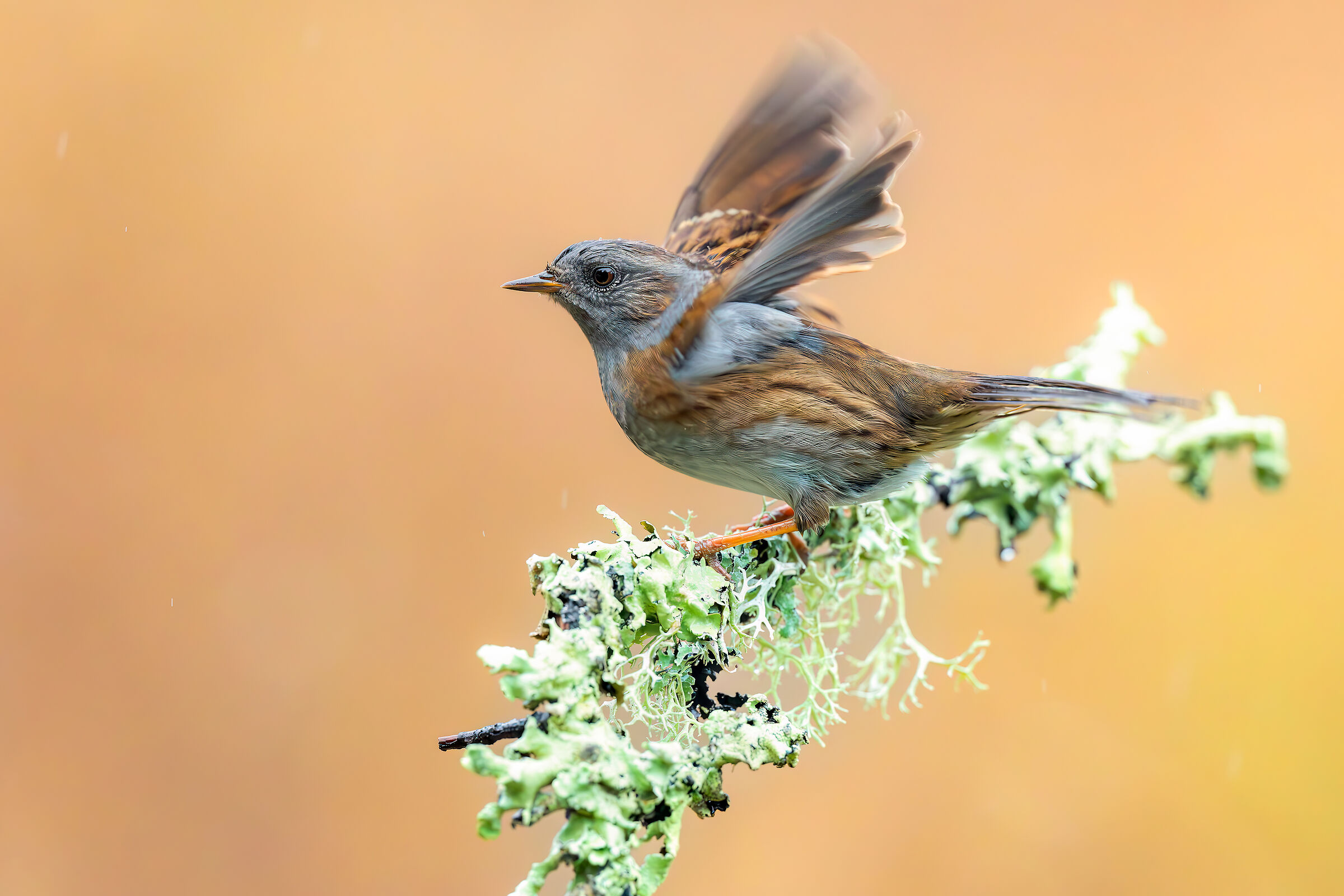 Dunnock