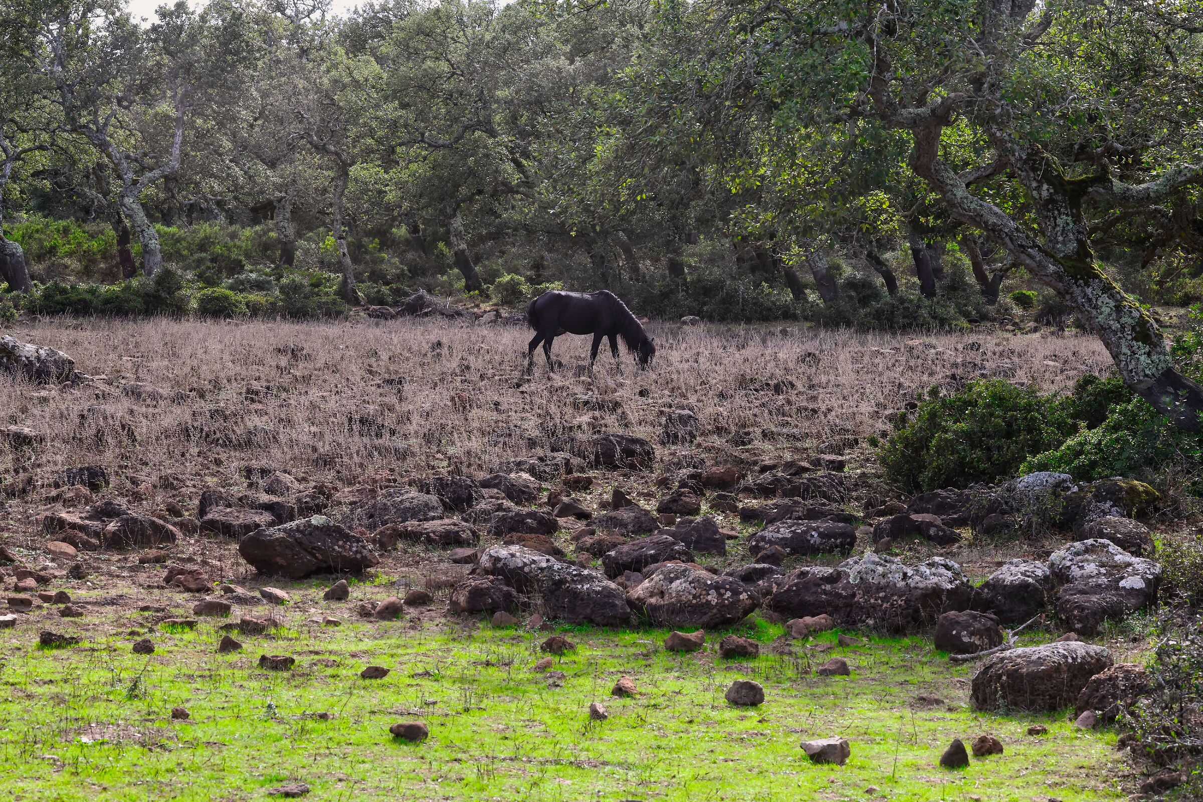 Cavallino della Giara di Gesturi