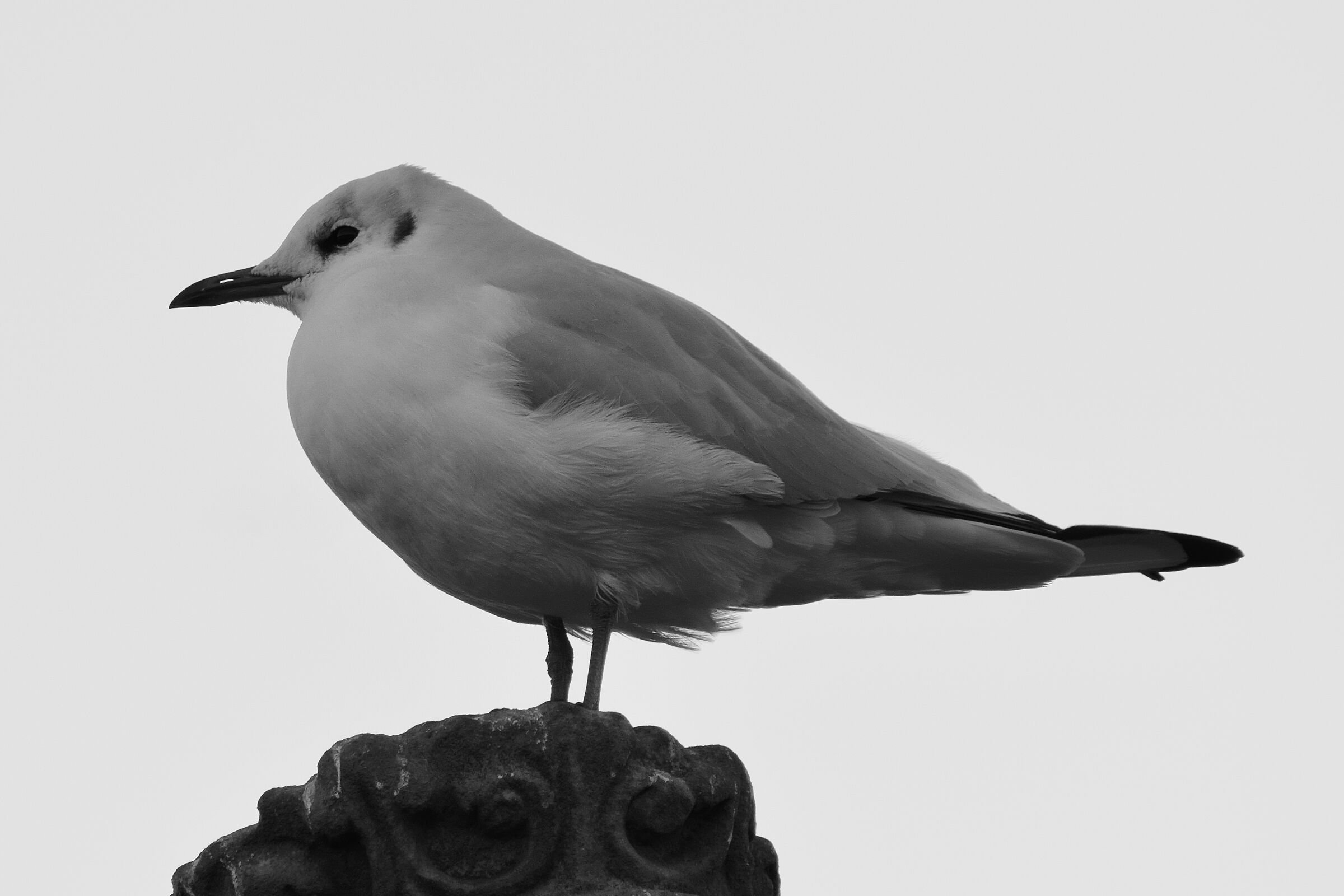 The seagull... cat-free