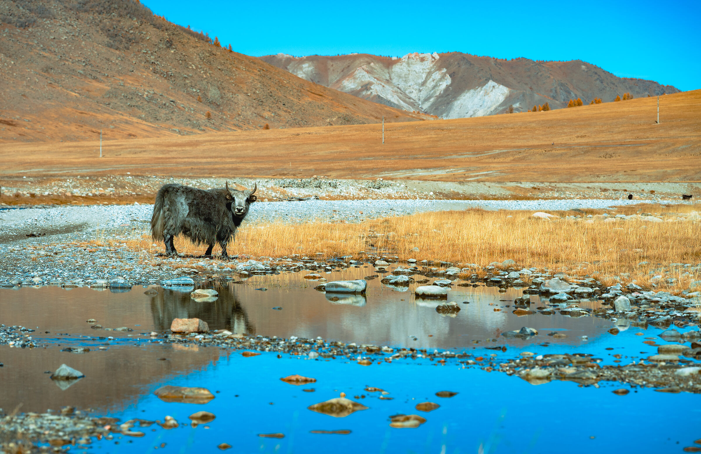 Altai, at the origin of the wind