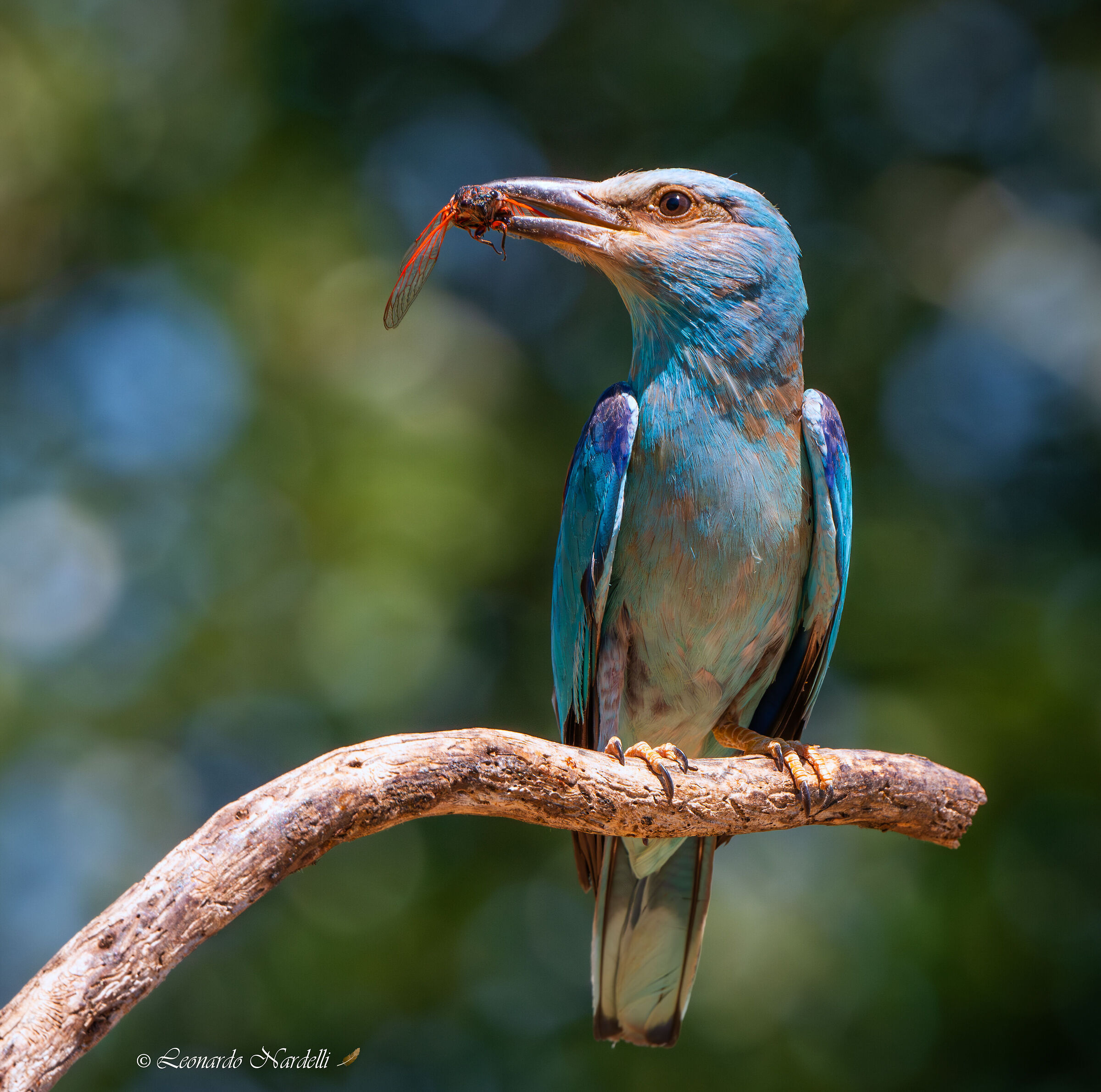 Ghiandaia Marina (Coracias garrulus)