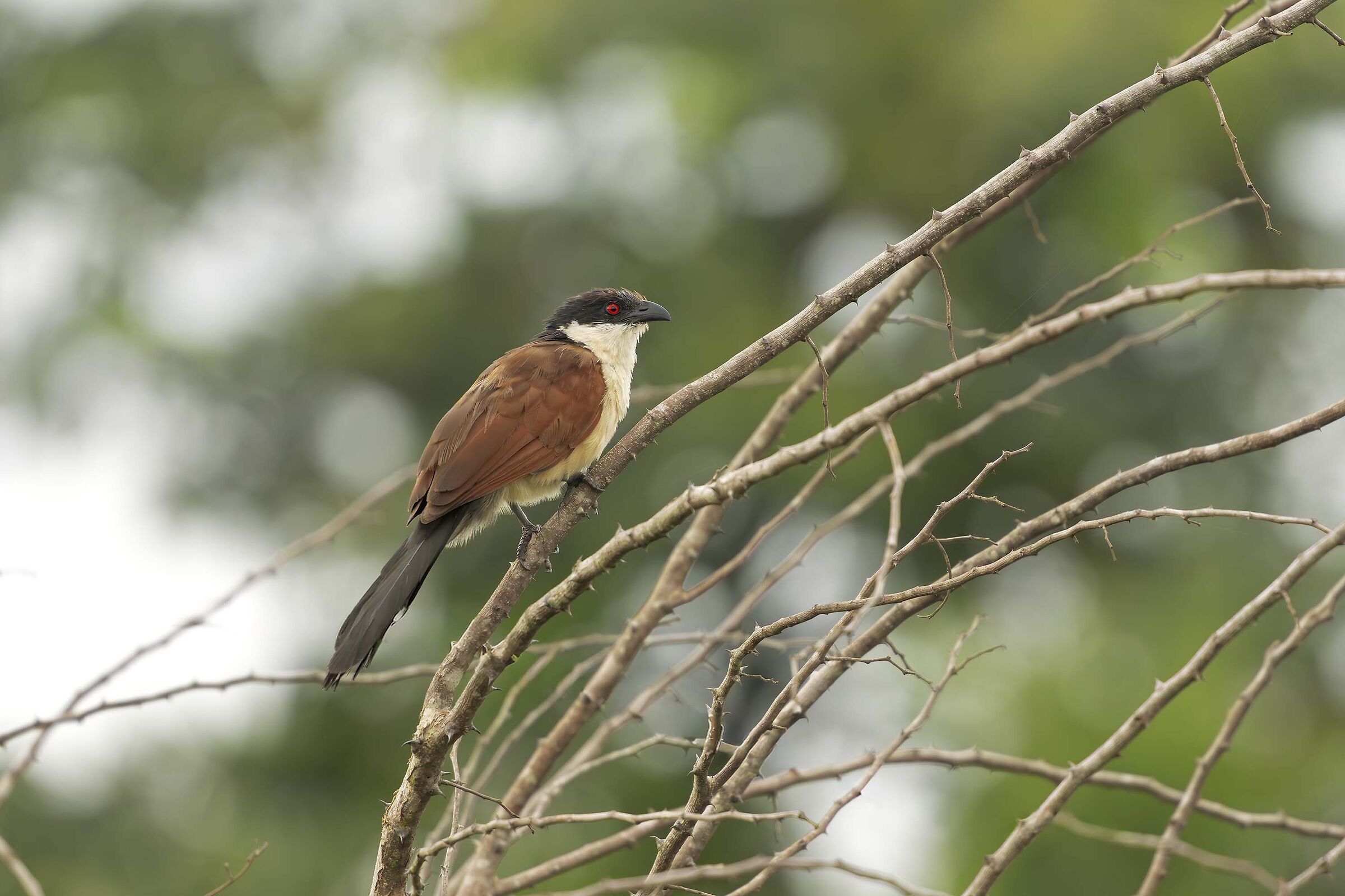 Senegal coucal