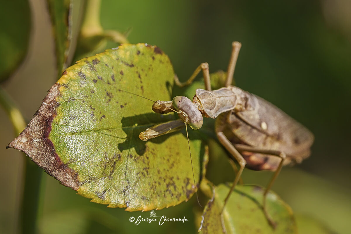 Praying Mantis (Mantis religiosa)