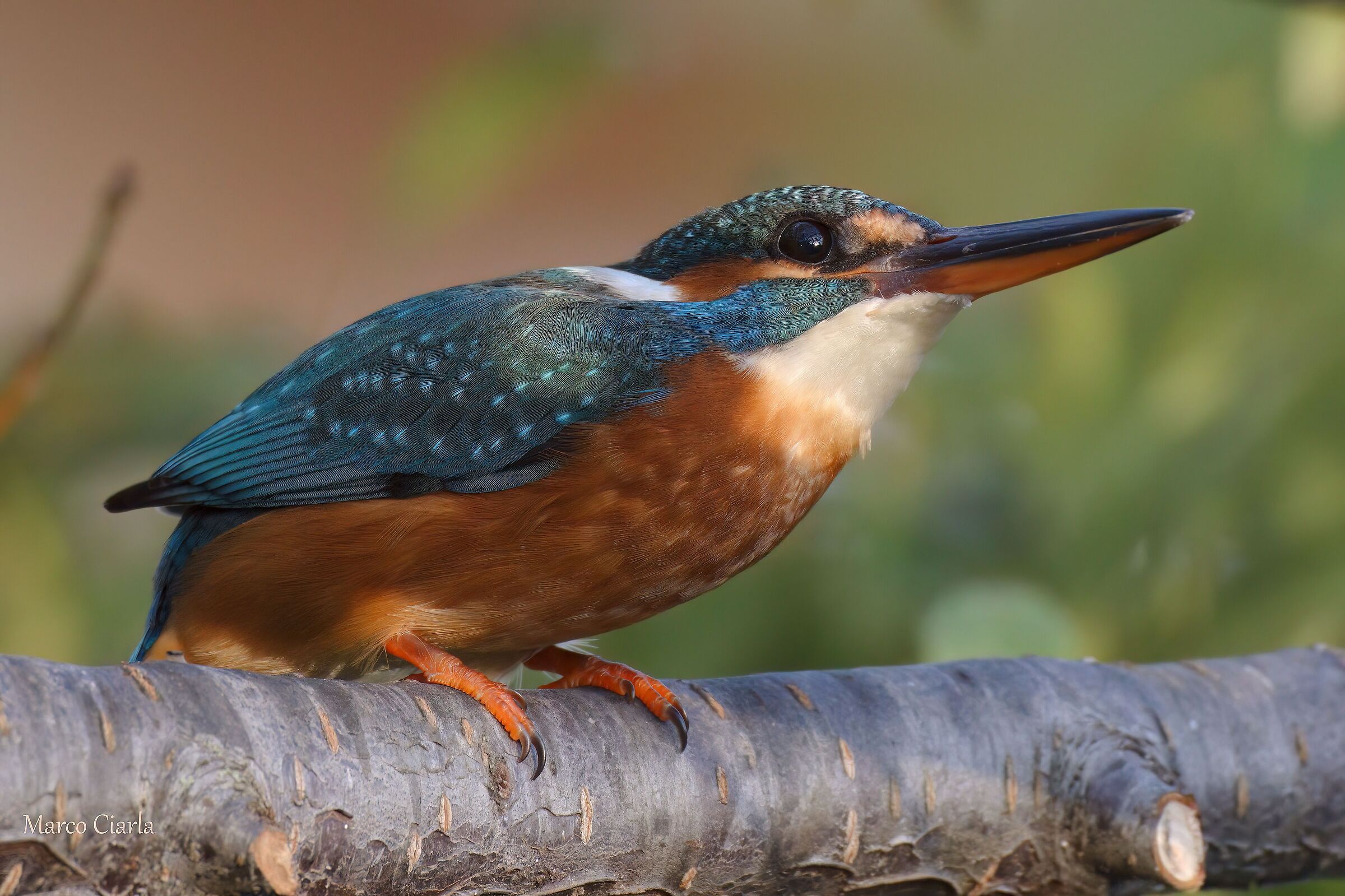 Kingfisher