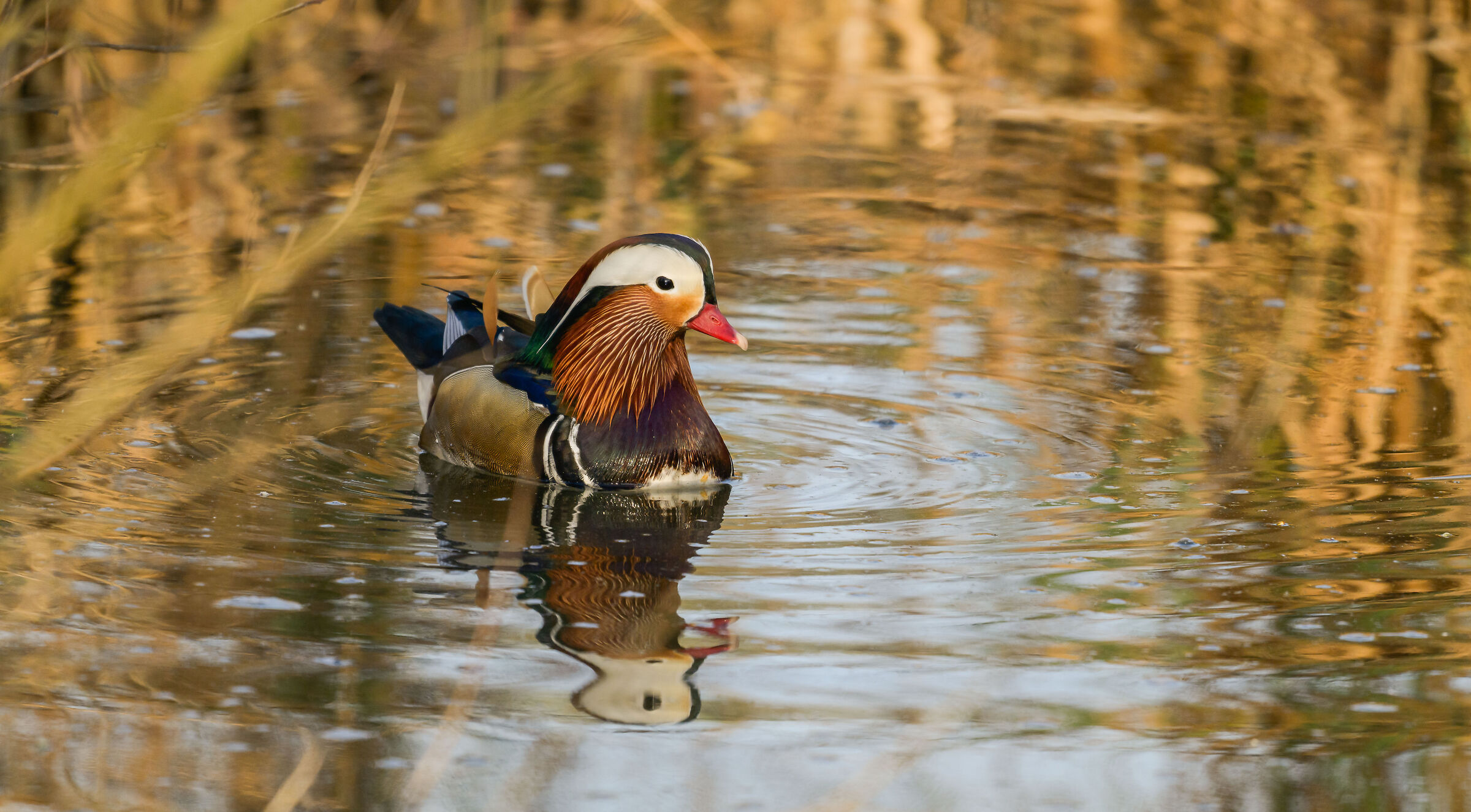 mandarin duck