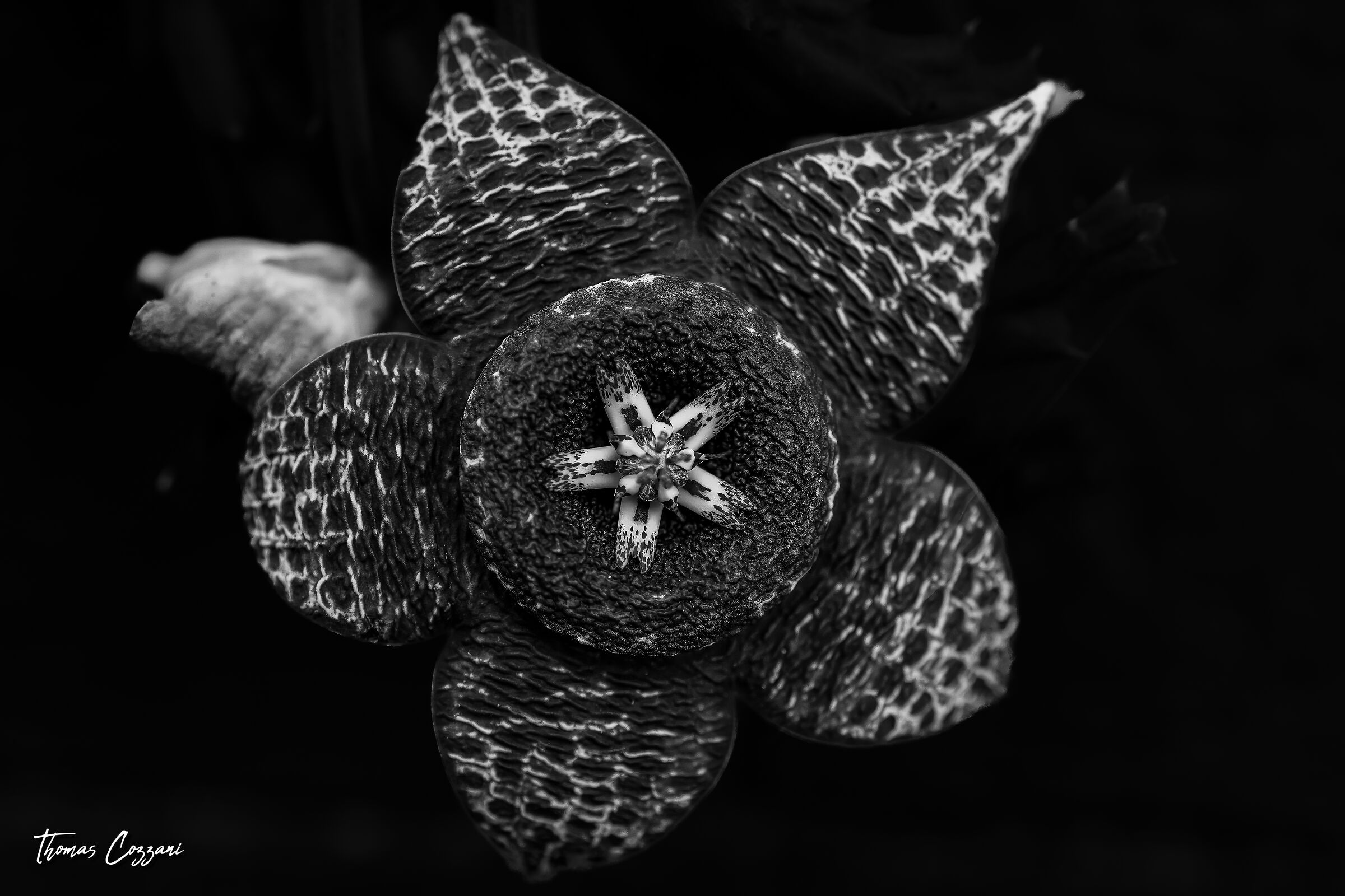 Stapelia