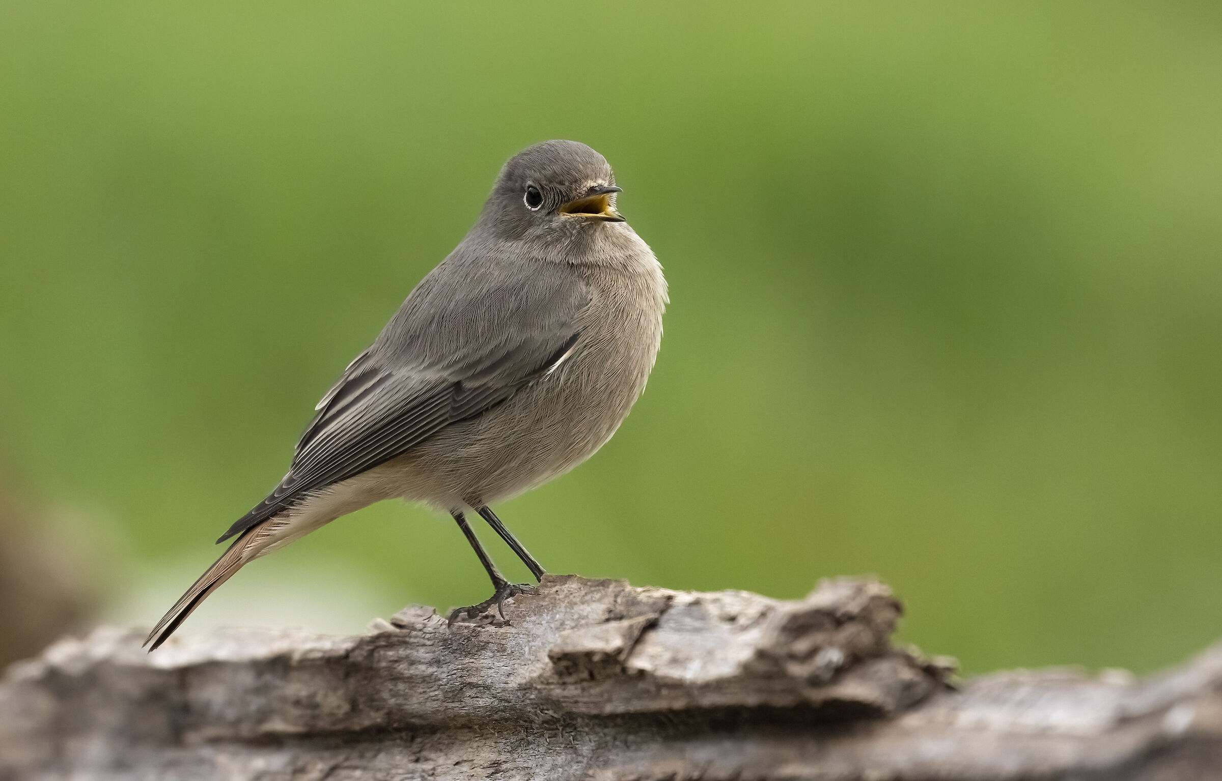 Female chimney sweep redstart