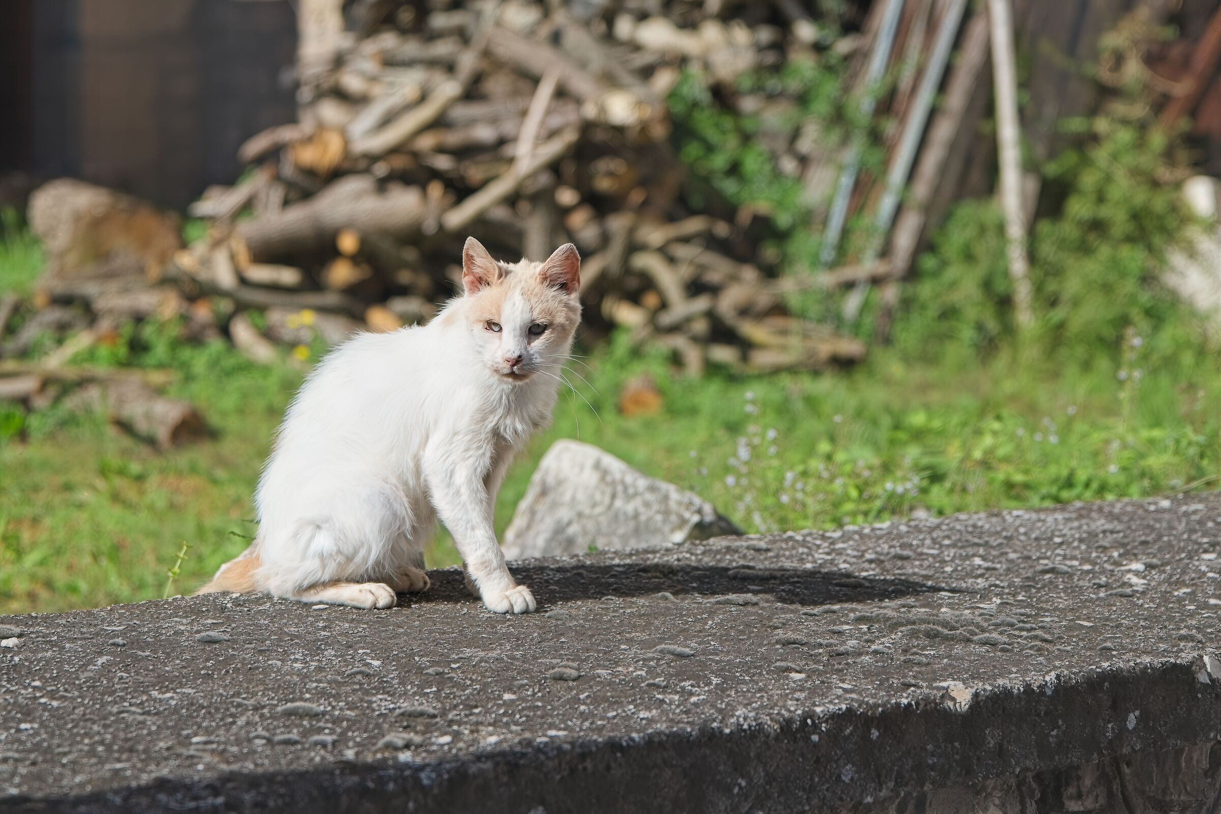 Meglio lasciarlo perdere
