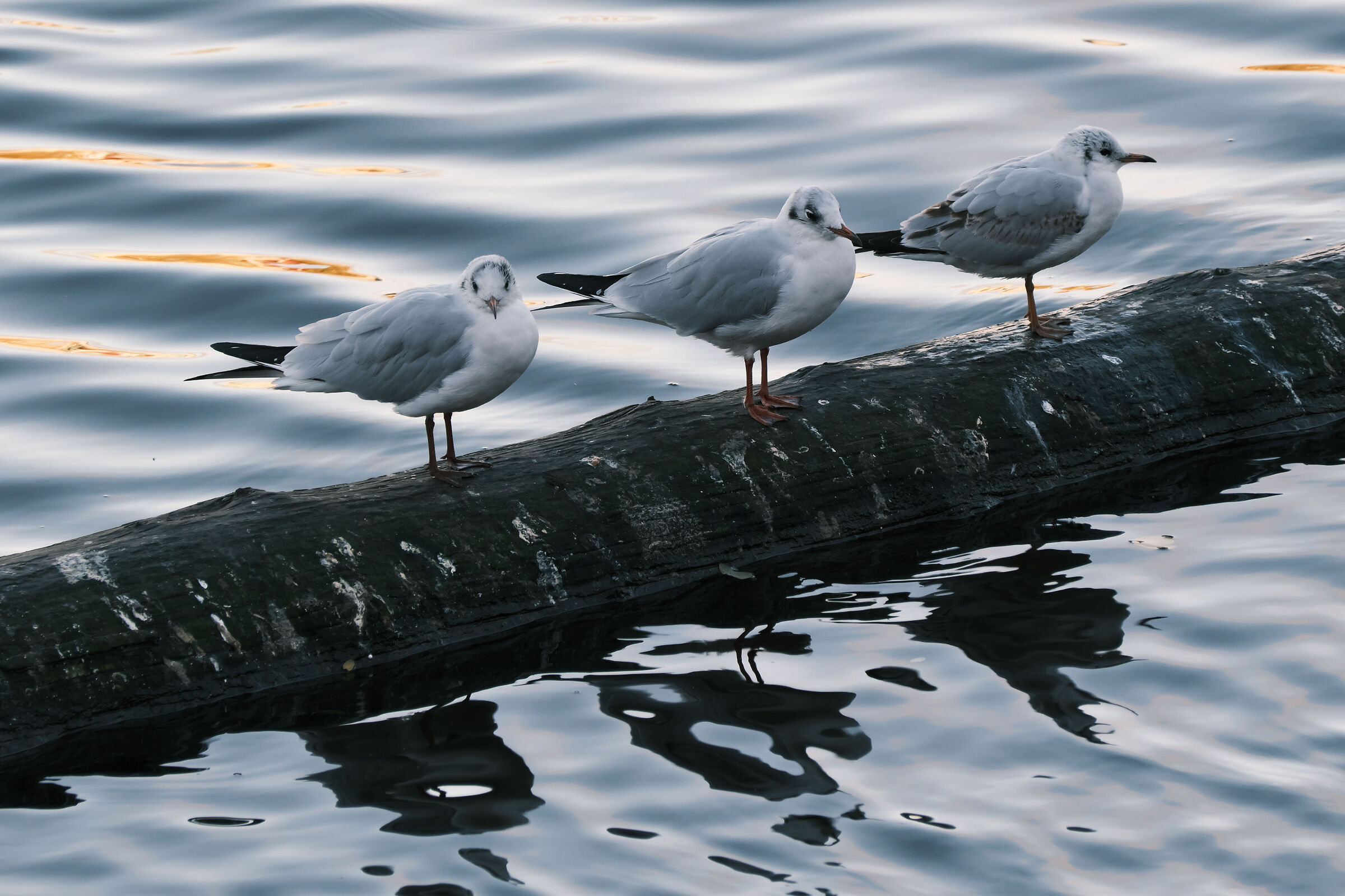 So-and-so, Caio and Sempronio