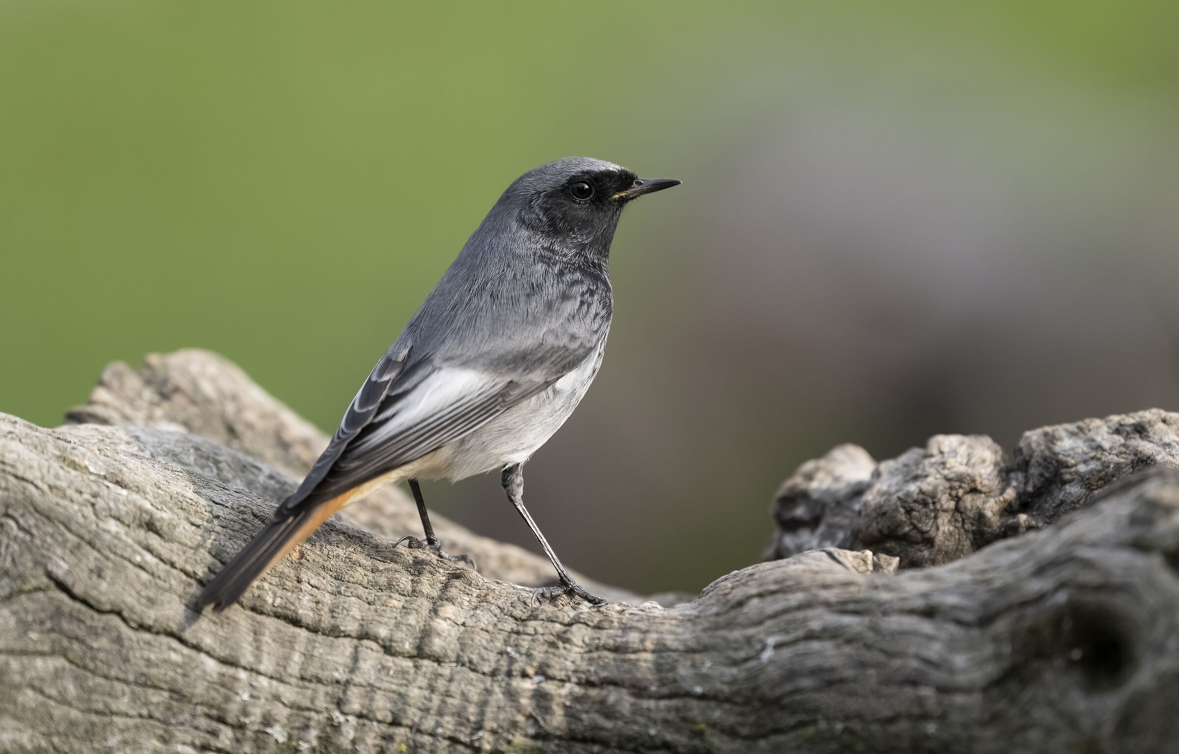 Male chimney sweep redstart