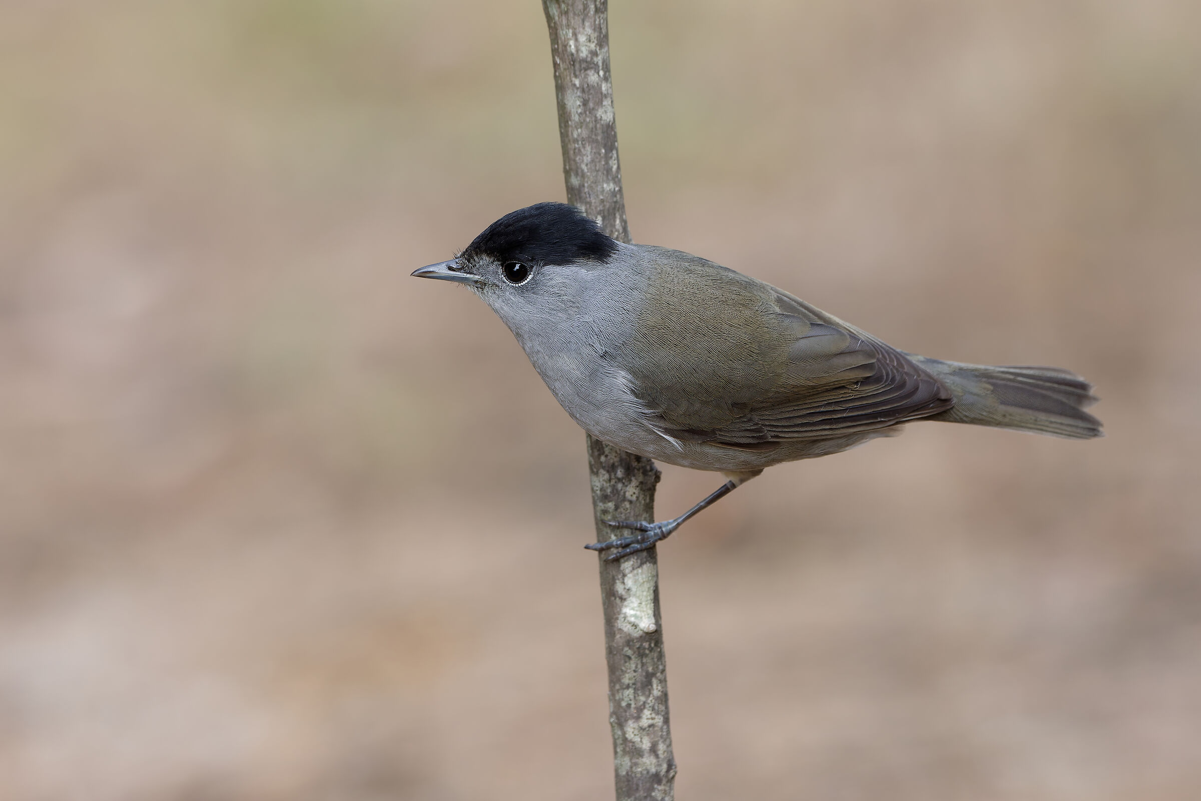 Capinera eurasiatica