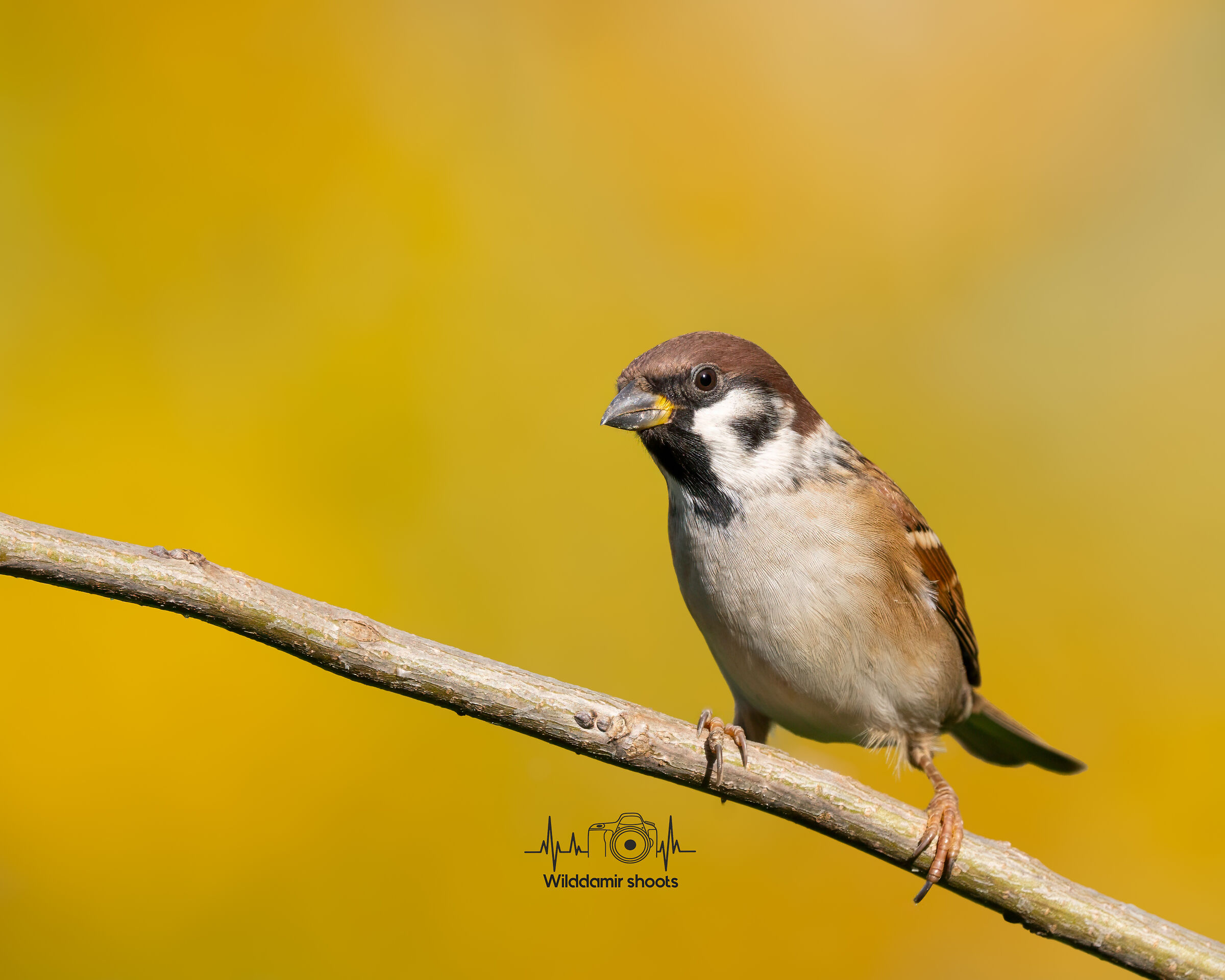 Will pass the hammer