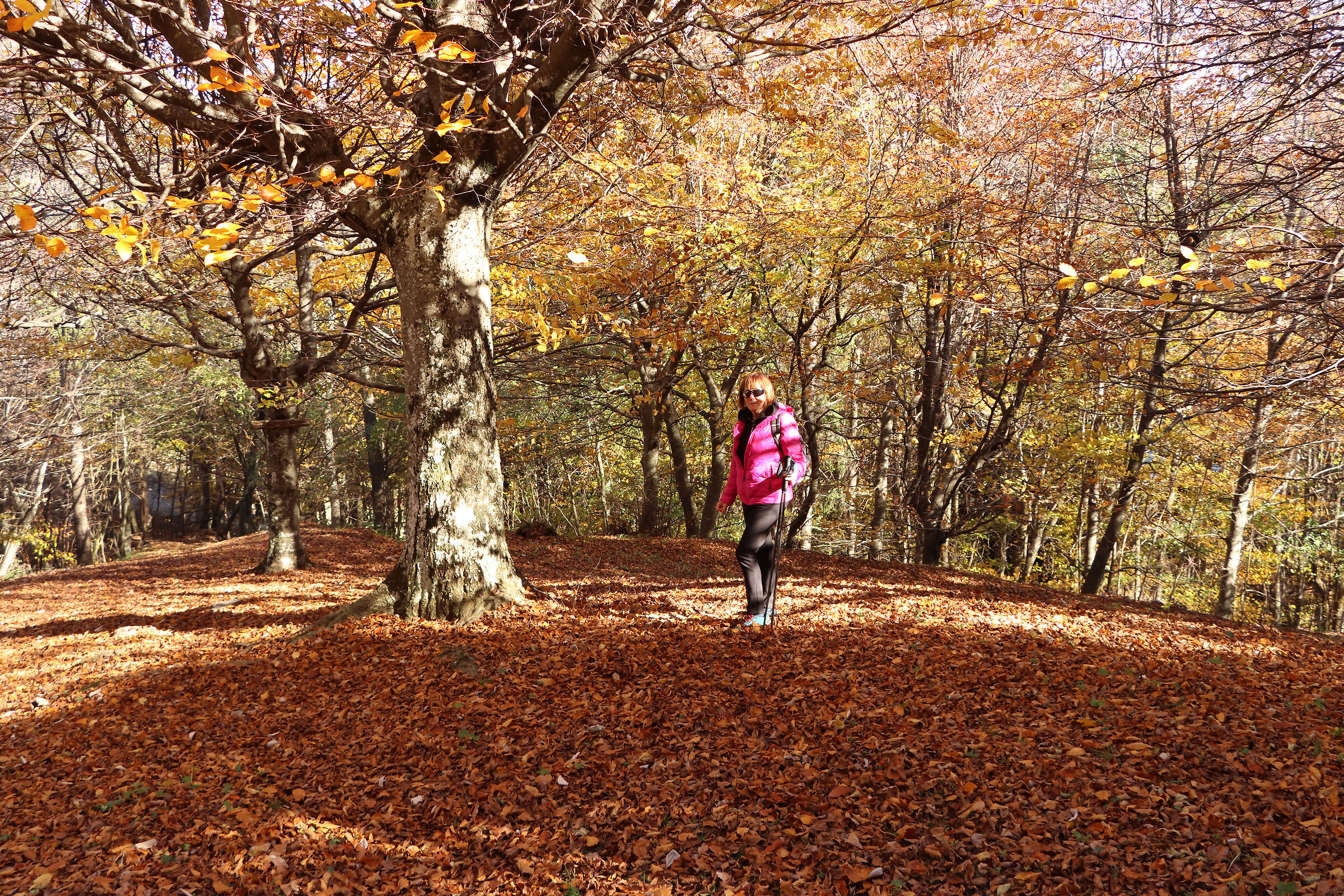 Beech forest of Cavlera