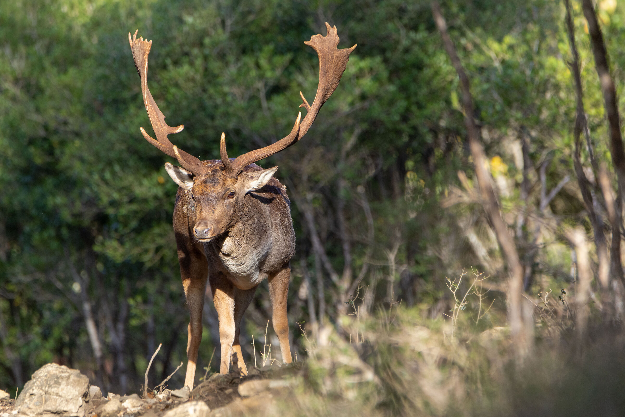Fallow deer