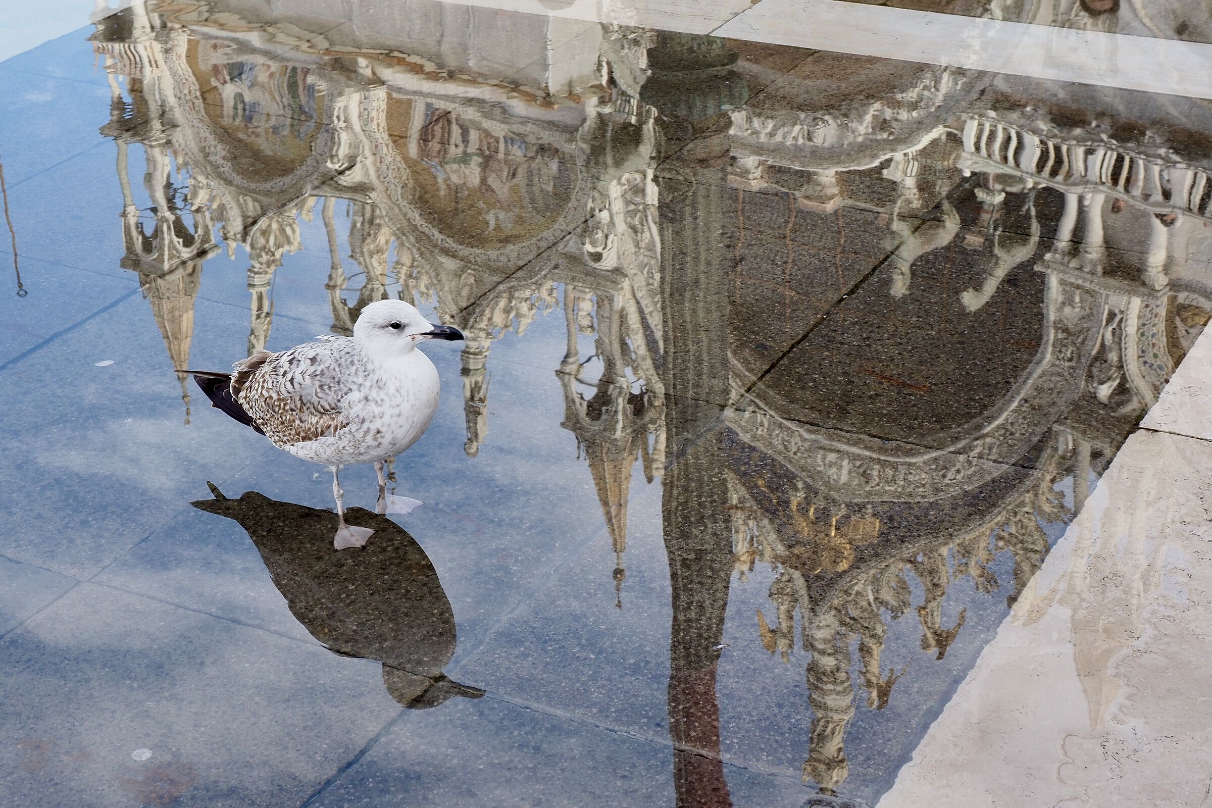 Seagull in St. Mark's Square