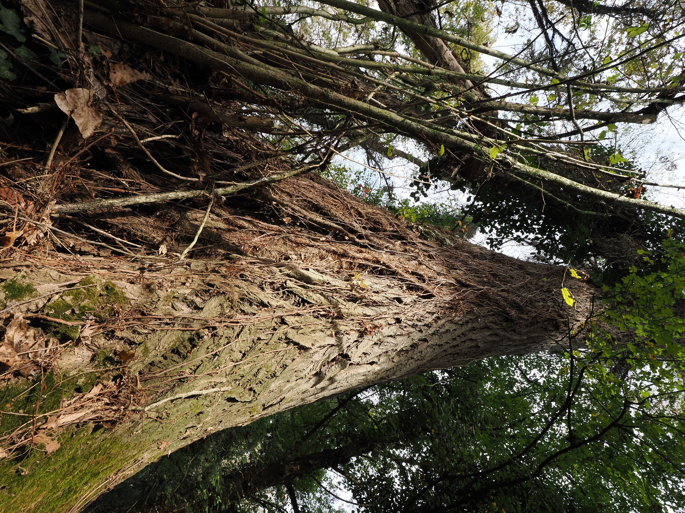 Il grande albero Bosco Negri