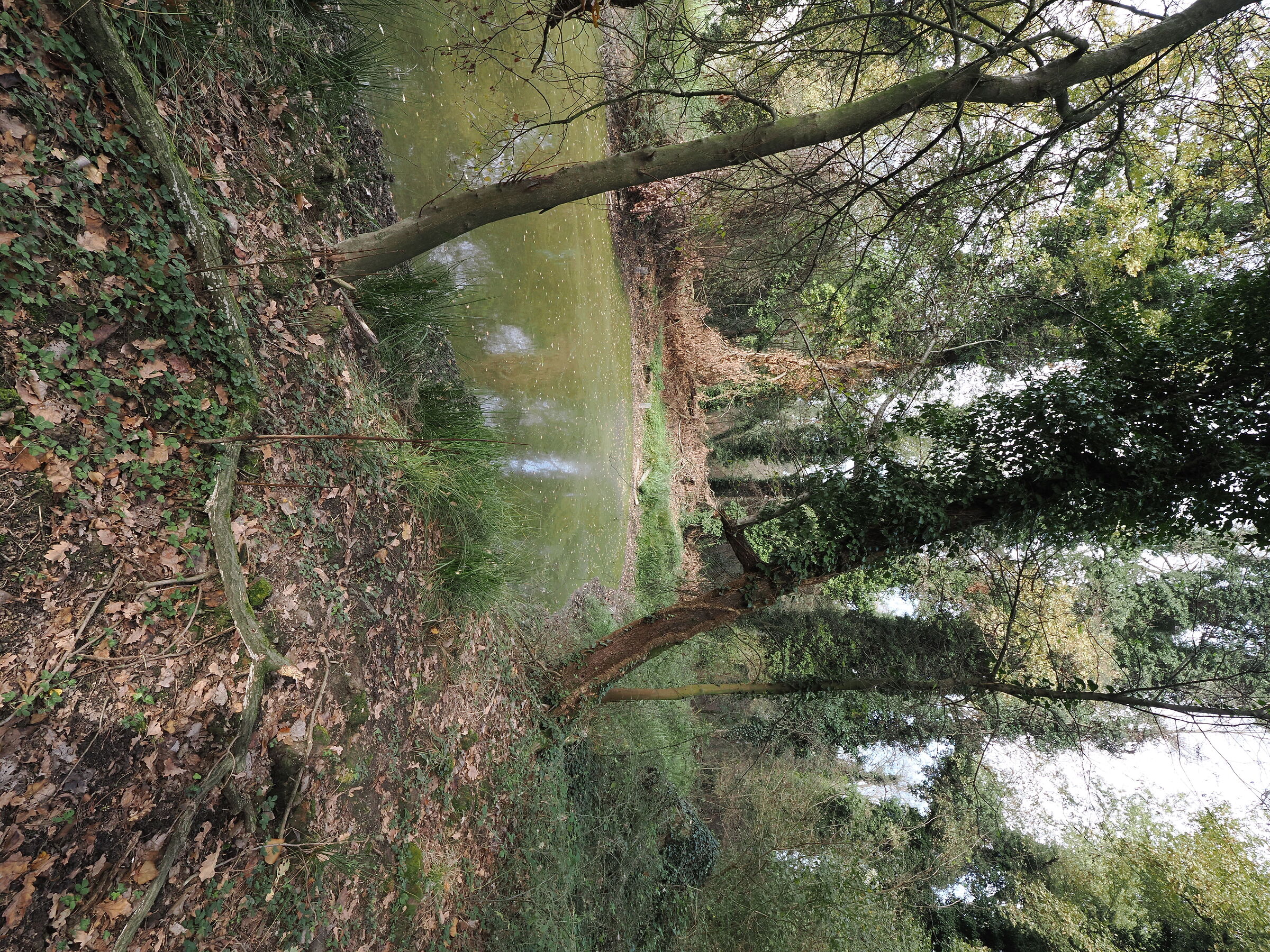 Lo stagno Bosco Negri