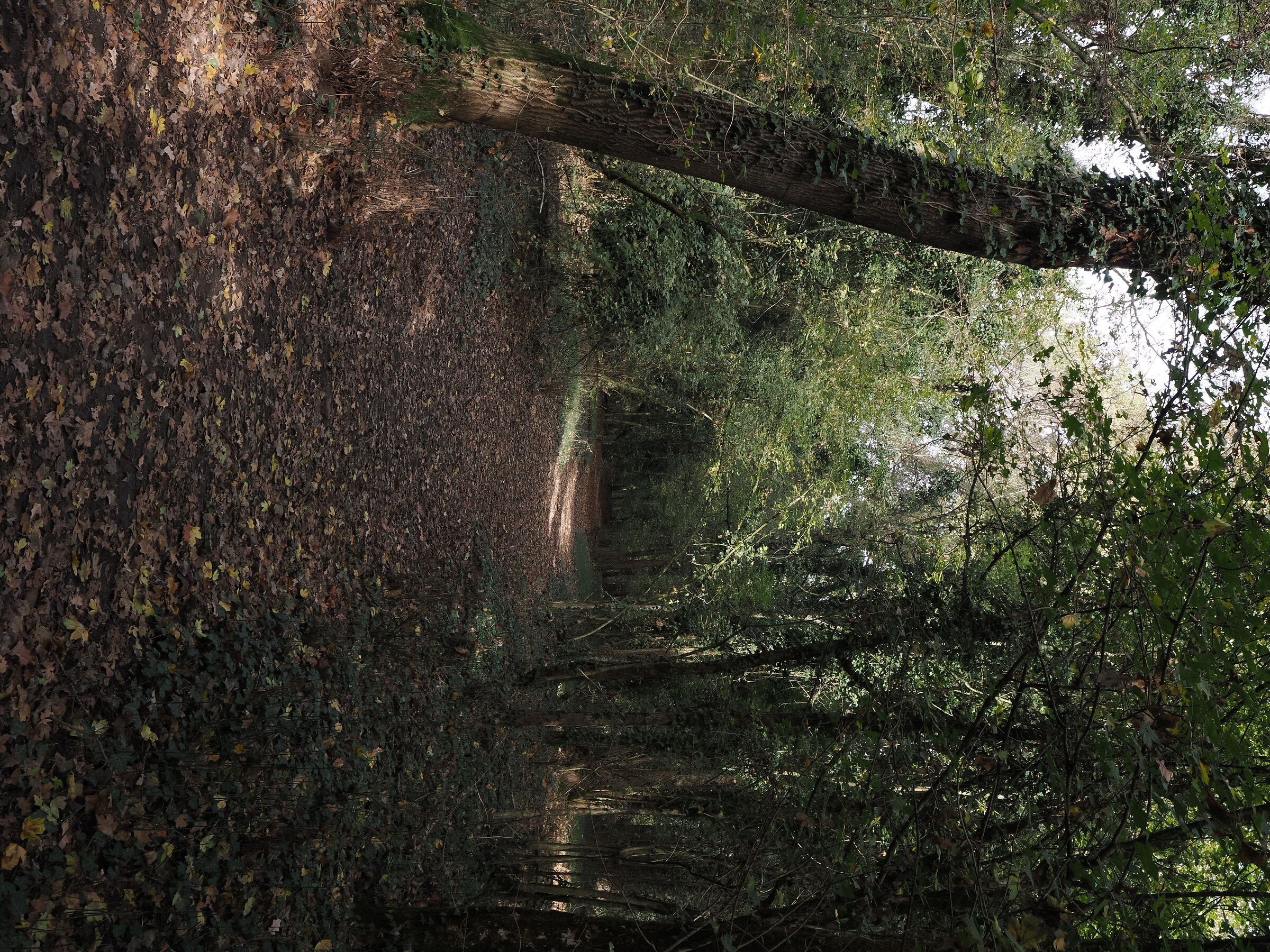 Sentiero nel bosco Bosco Negri