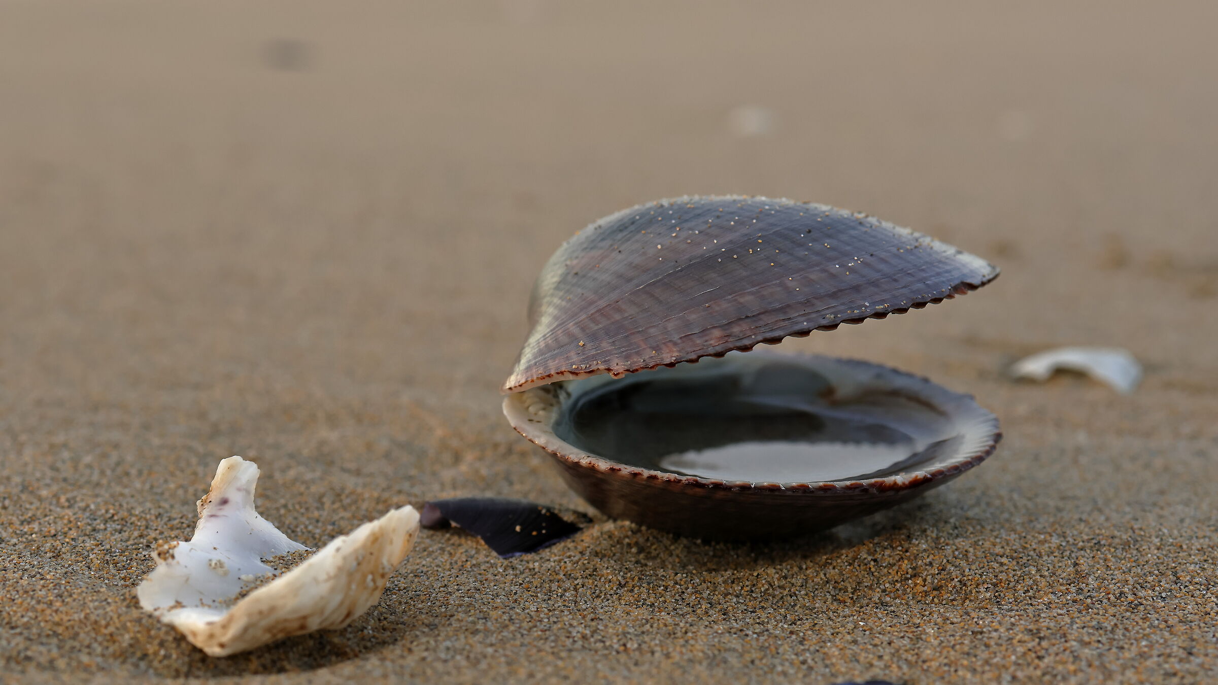 conchiglia spiaggiata