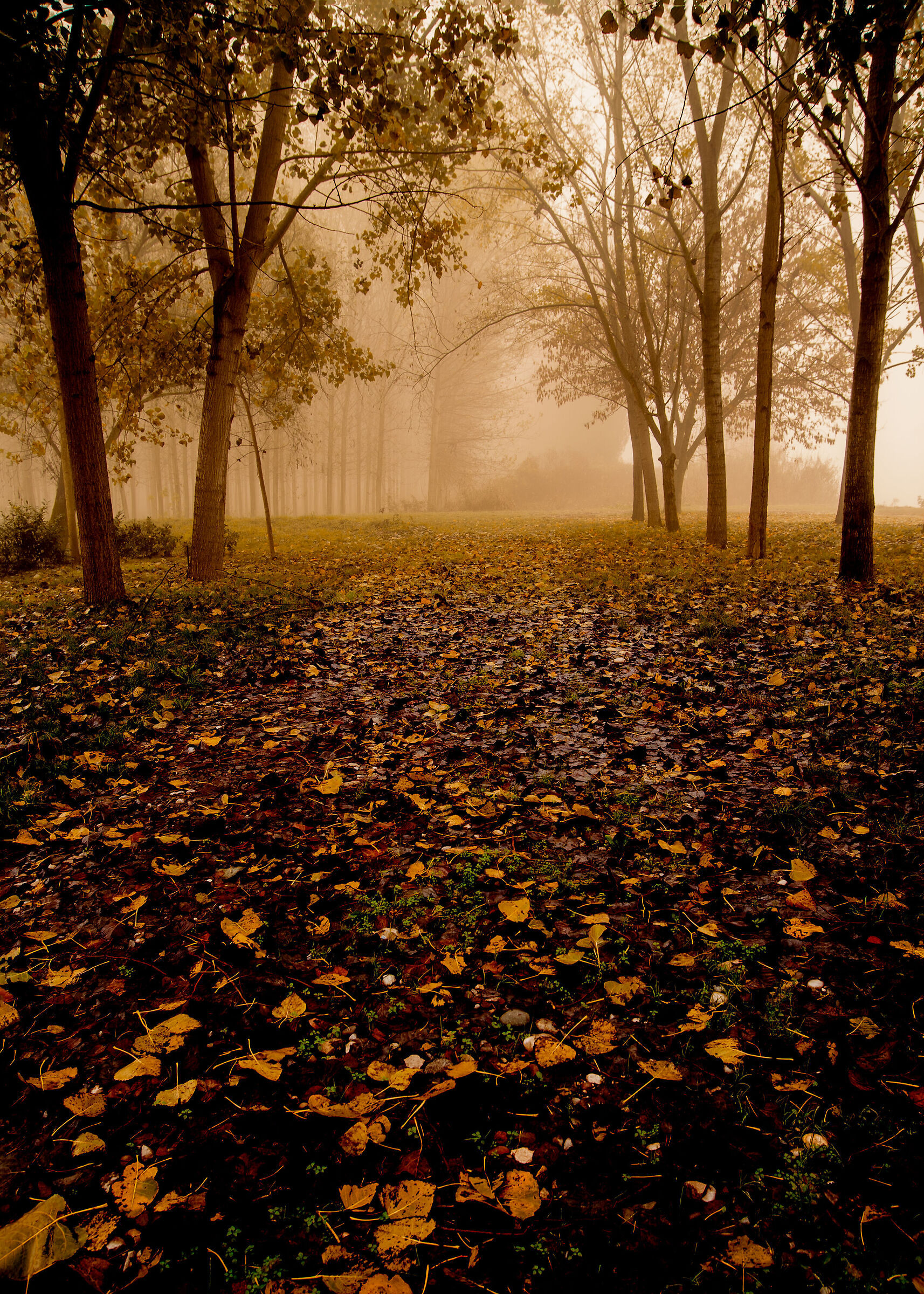 Autunno sulle rive del Po