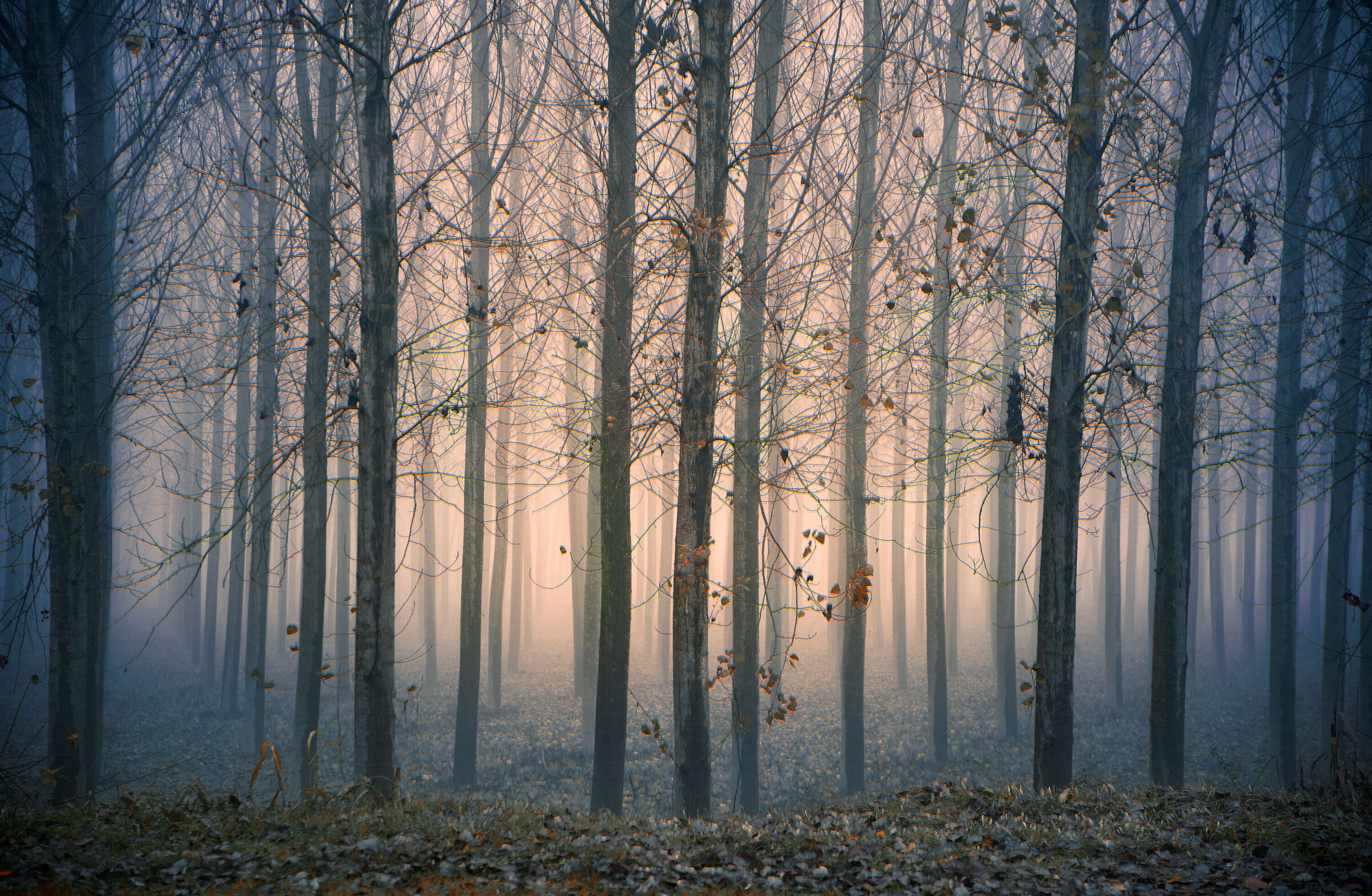 Prime luci nel pioppeto