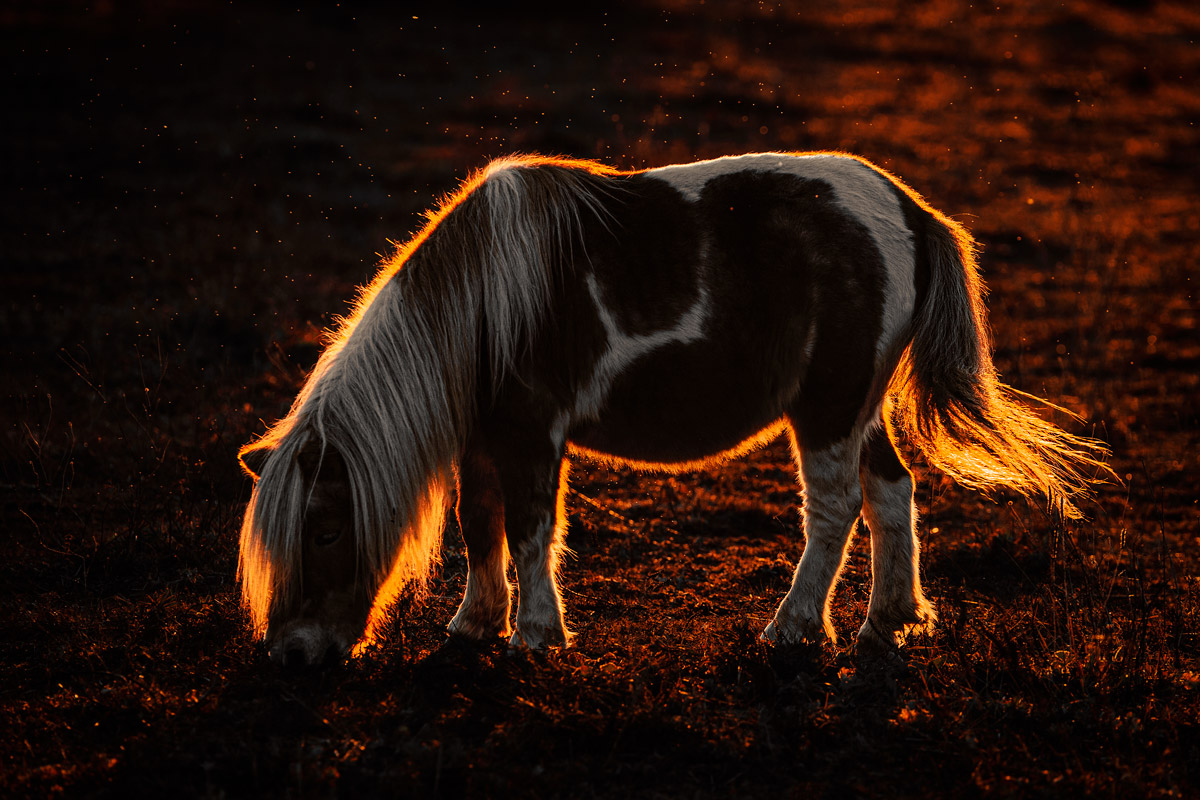 Cavallo in controluce
