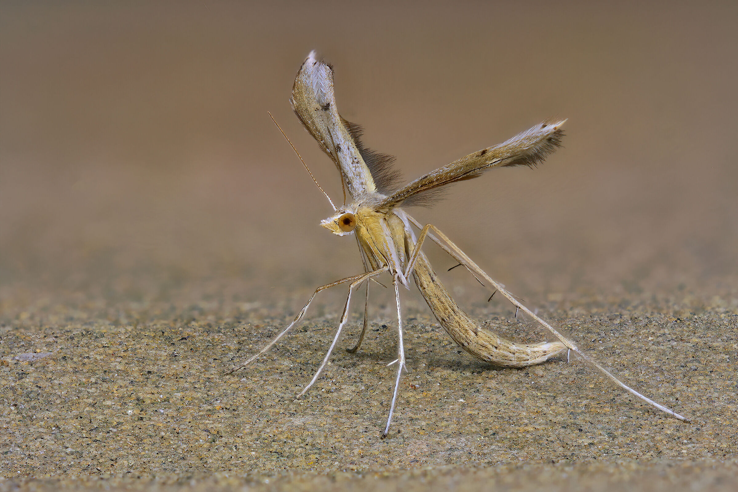 Pterphoridae