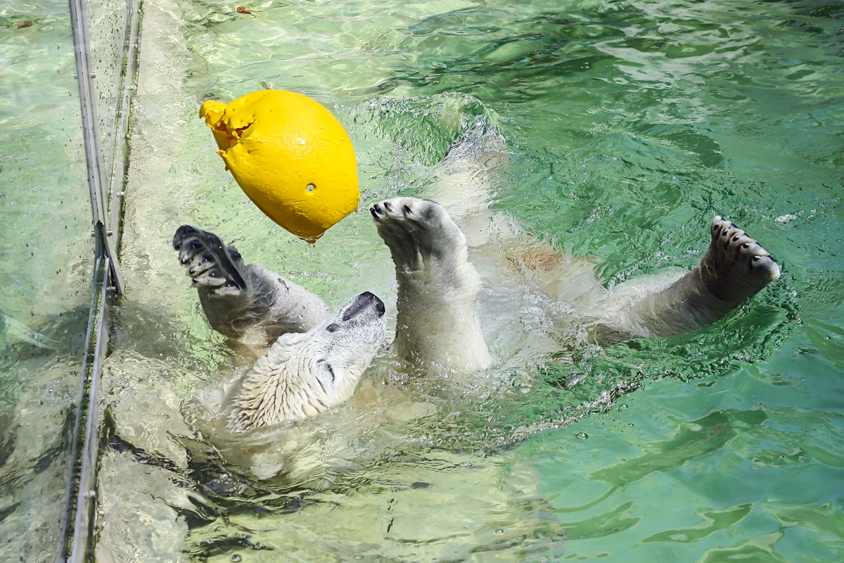 Ball playing ice bear