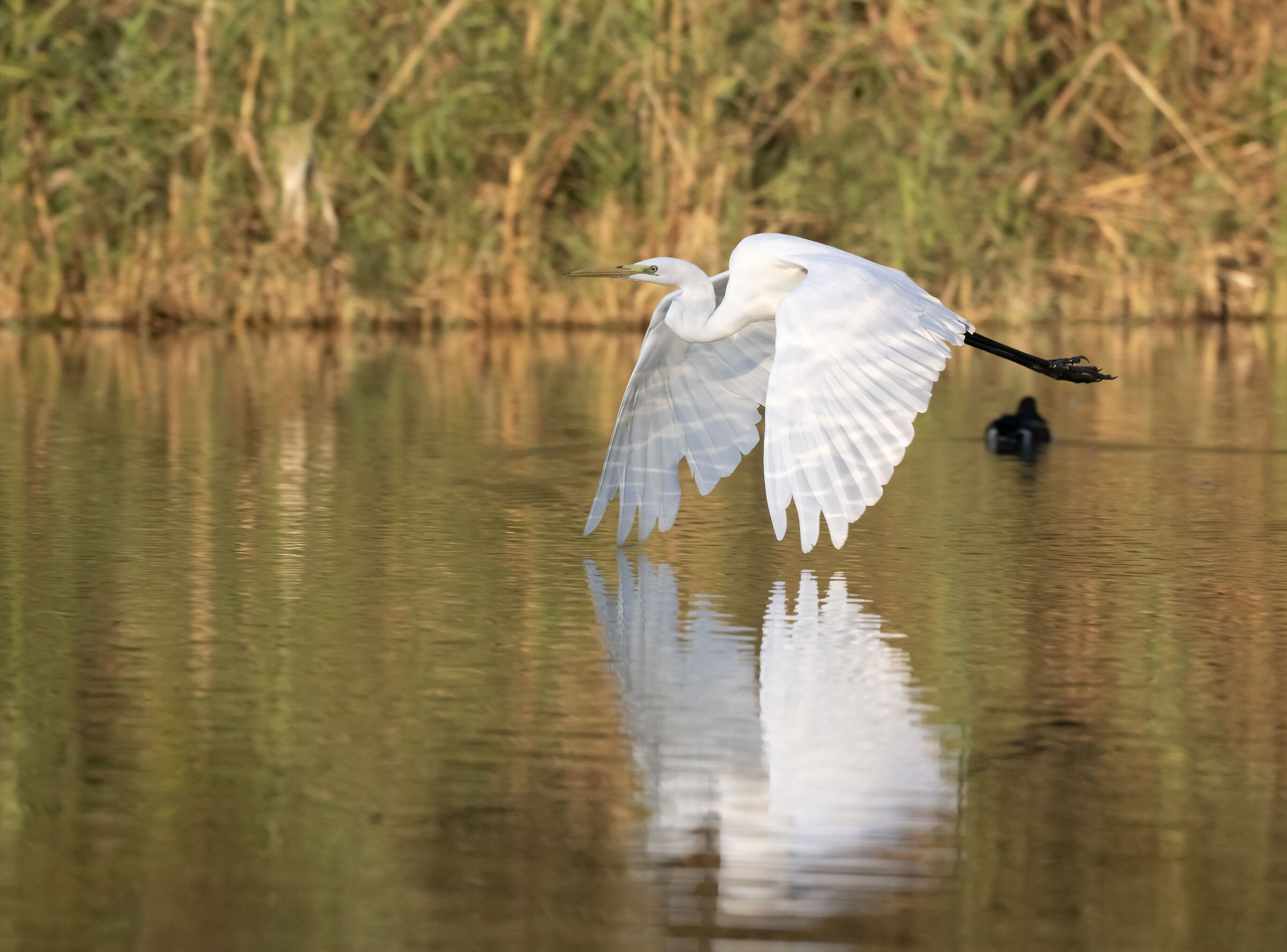 Airone bianco maggiore in volo