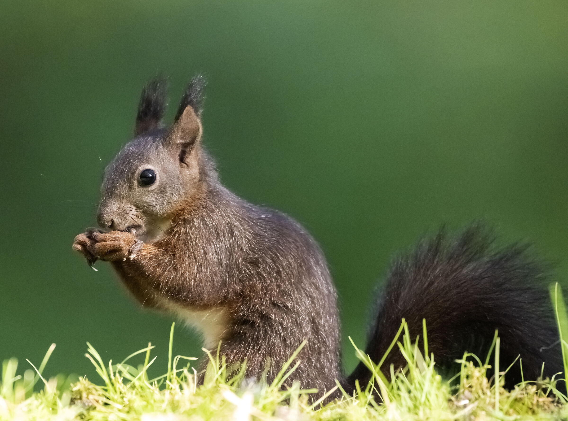 Scoiattolo in posa illuminato dal sole