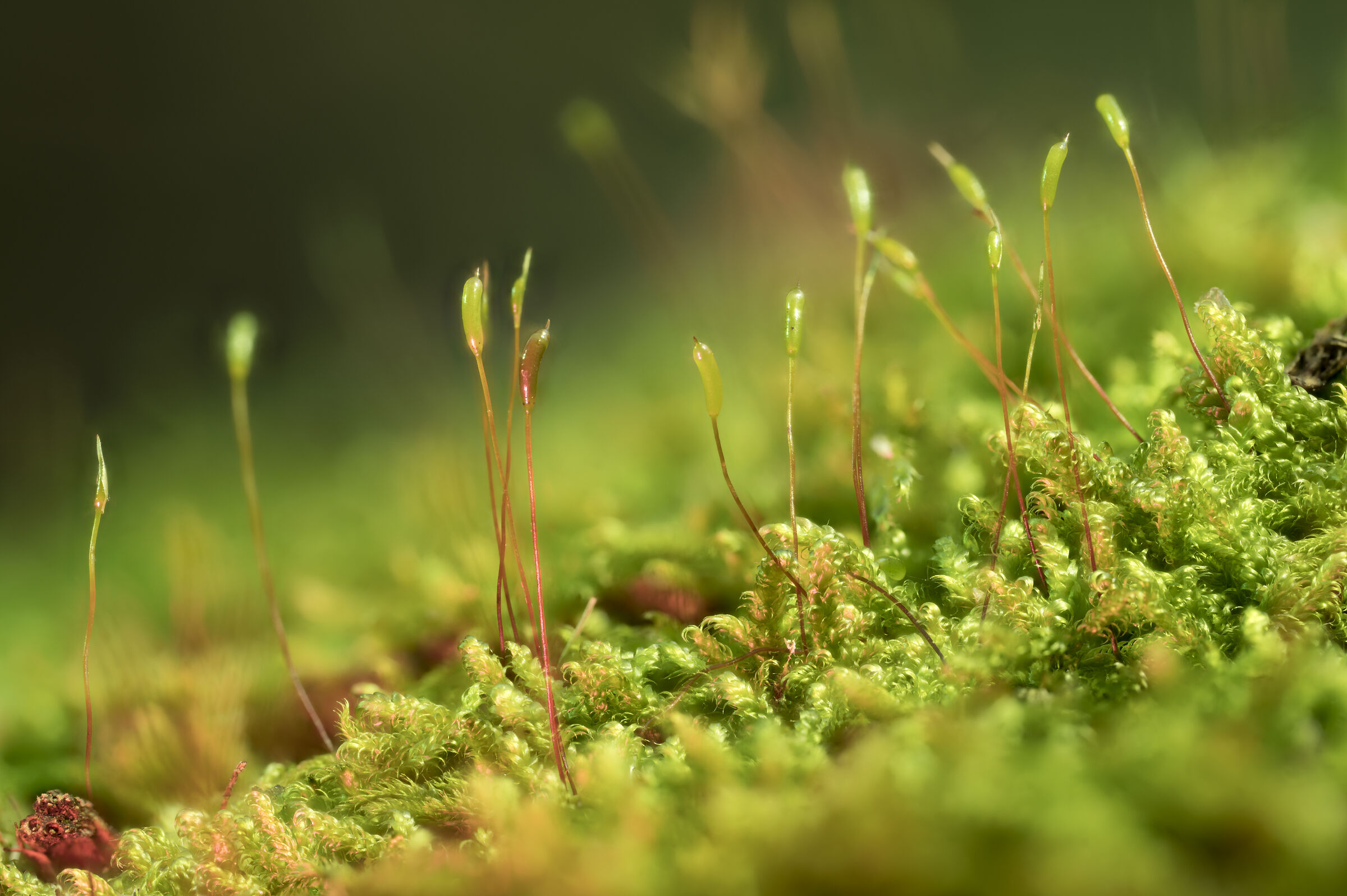 moss1