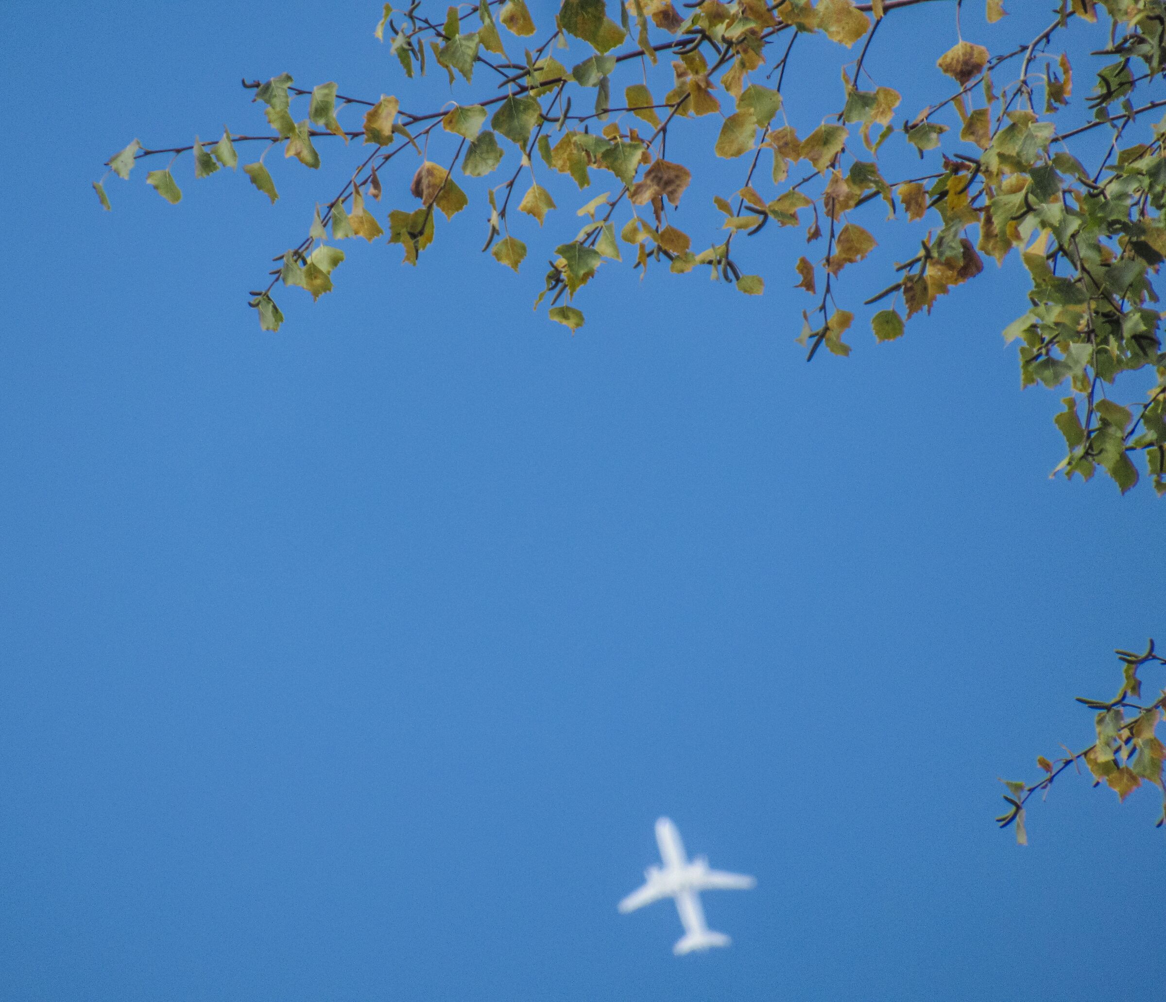 Aereo e albero