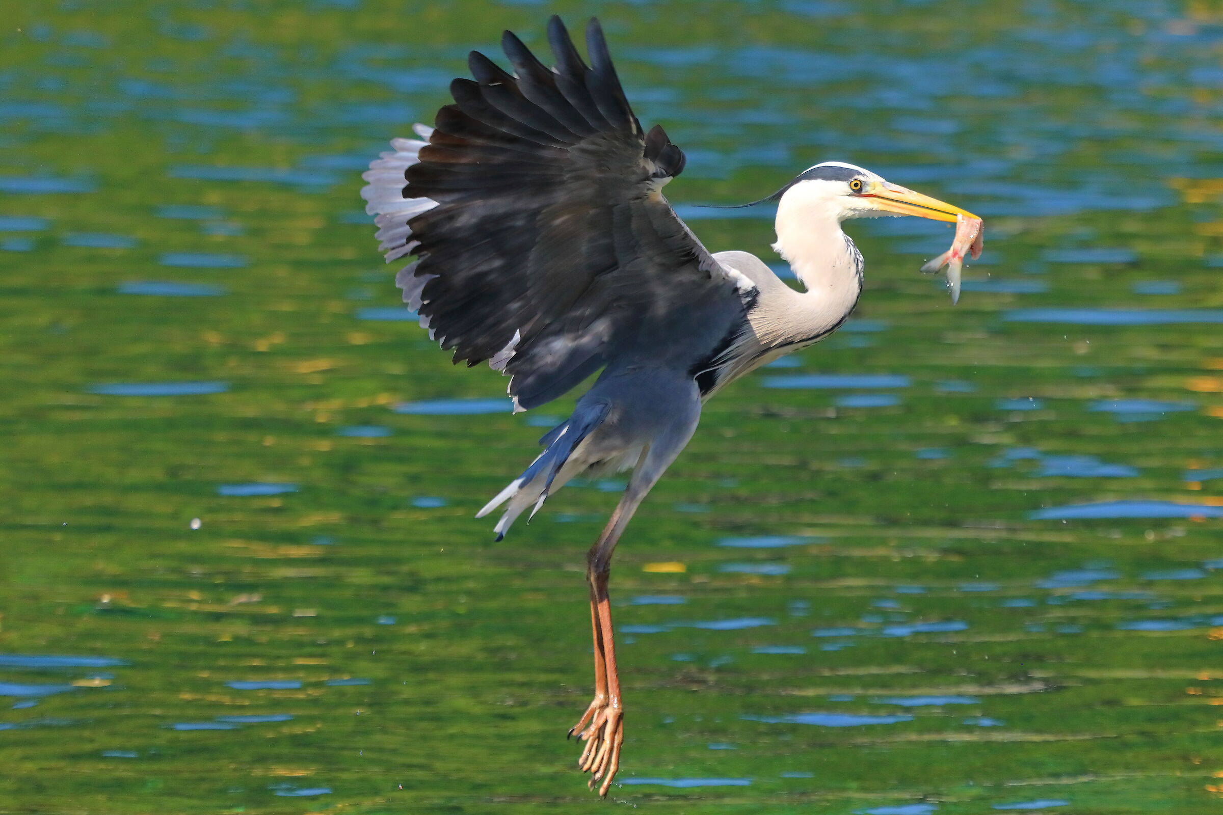 Cenerino 02 maggio 2025 - 0334