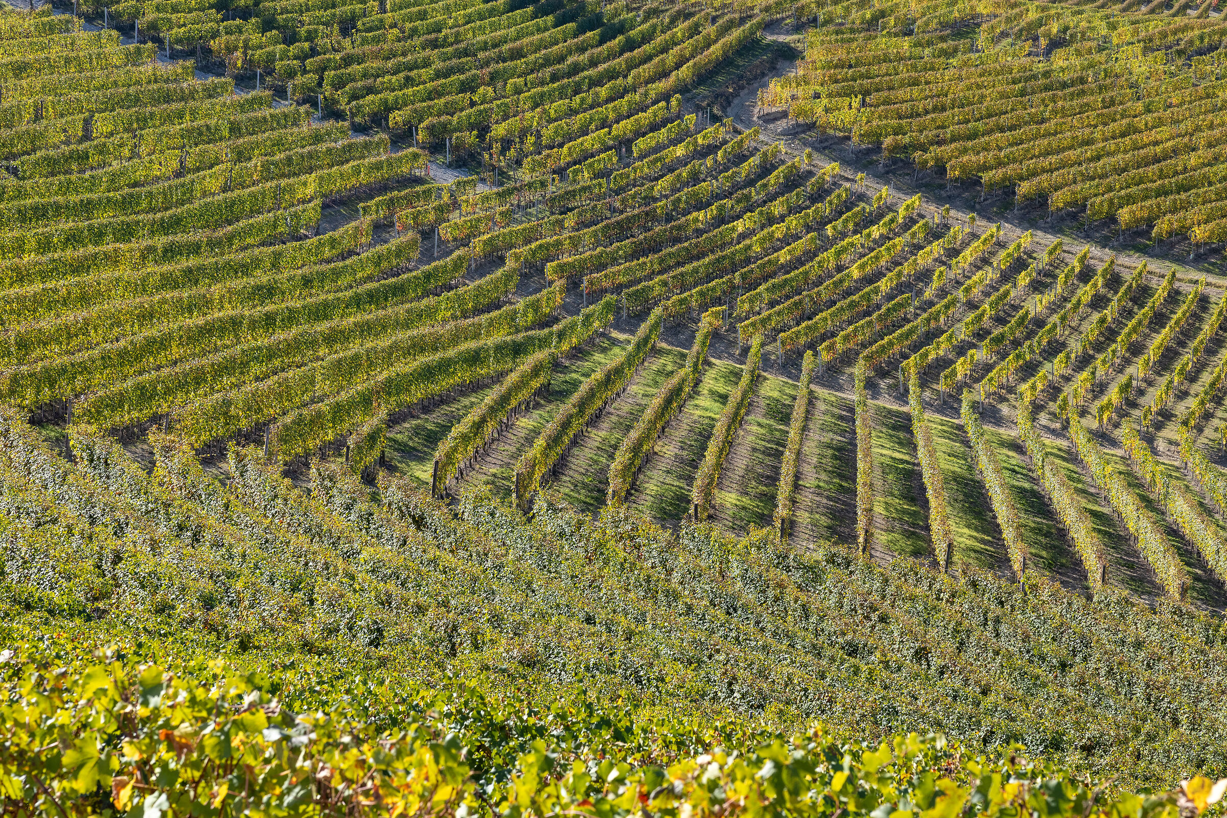 Geometrie al sapor di vino