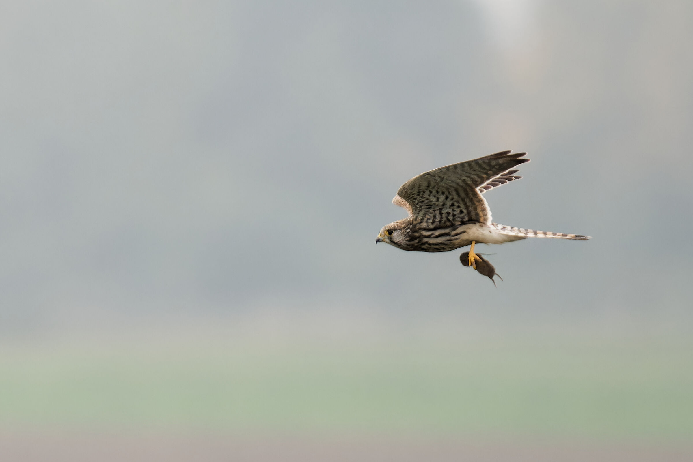 Kestrel