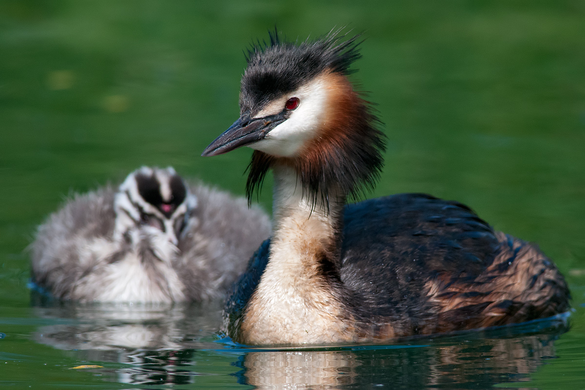 Svasso con piccolo sonnacchioso