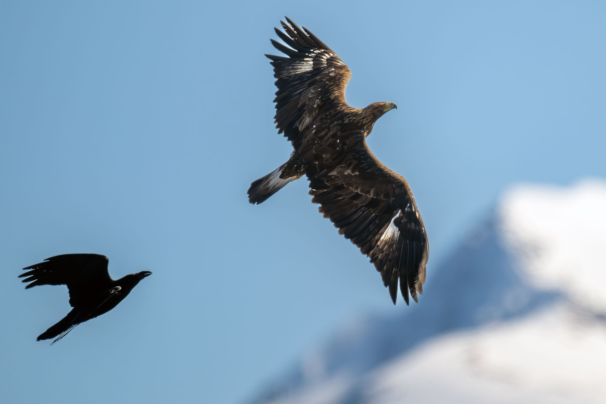 Aquila reale Vs corvo imperiale