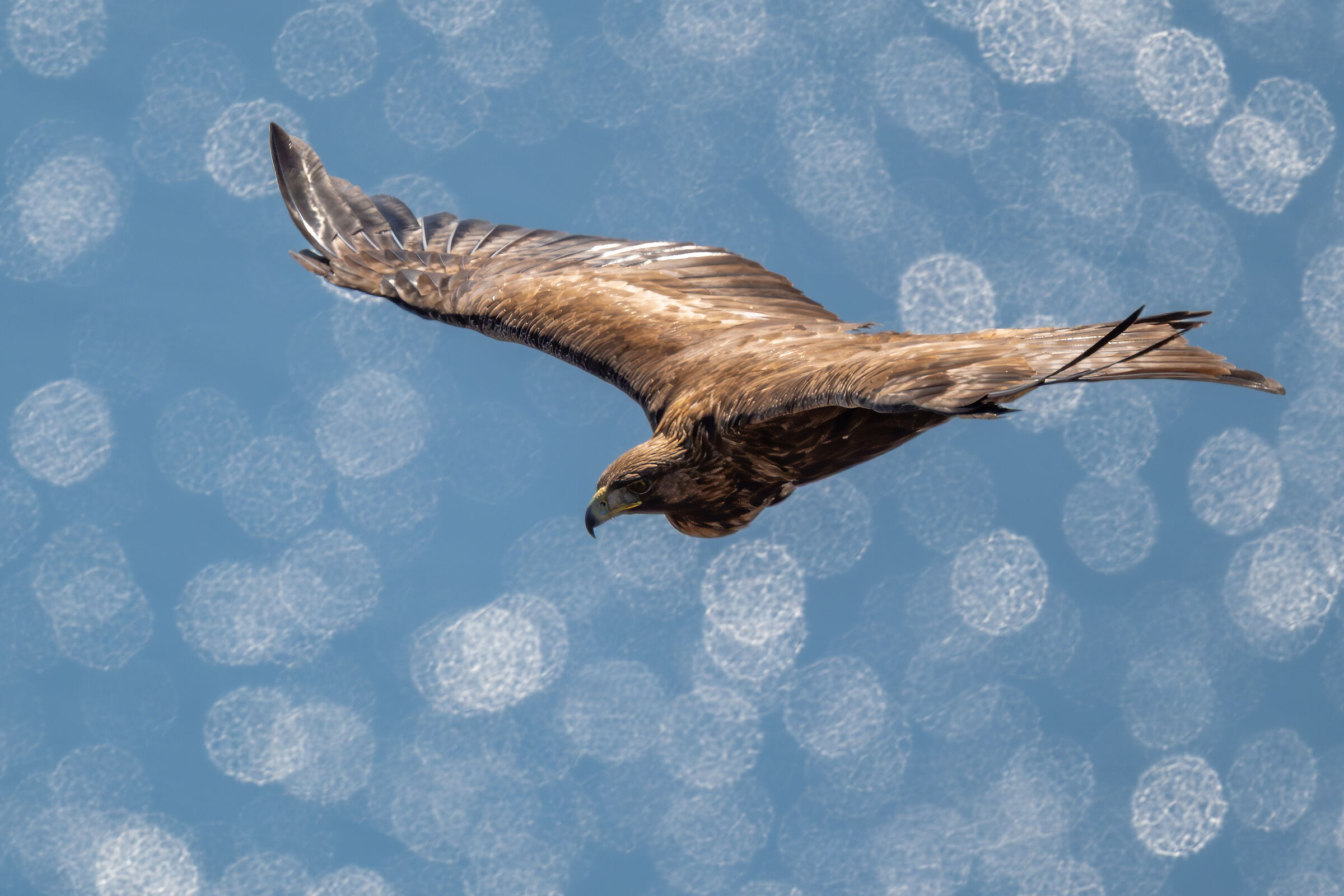 Aquila reale e i riflessi del lago