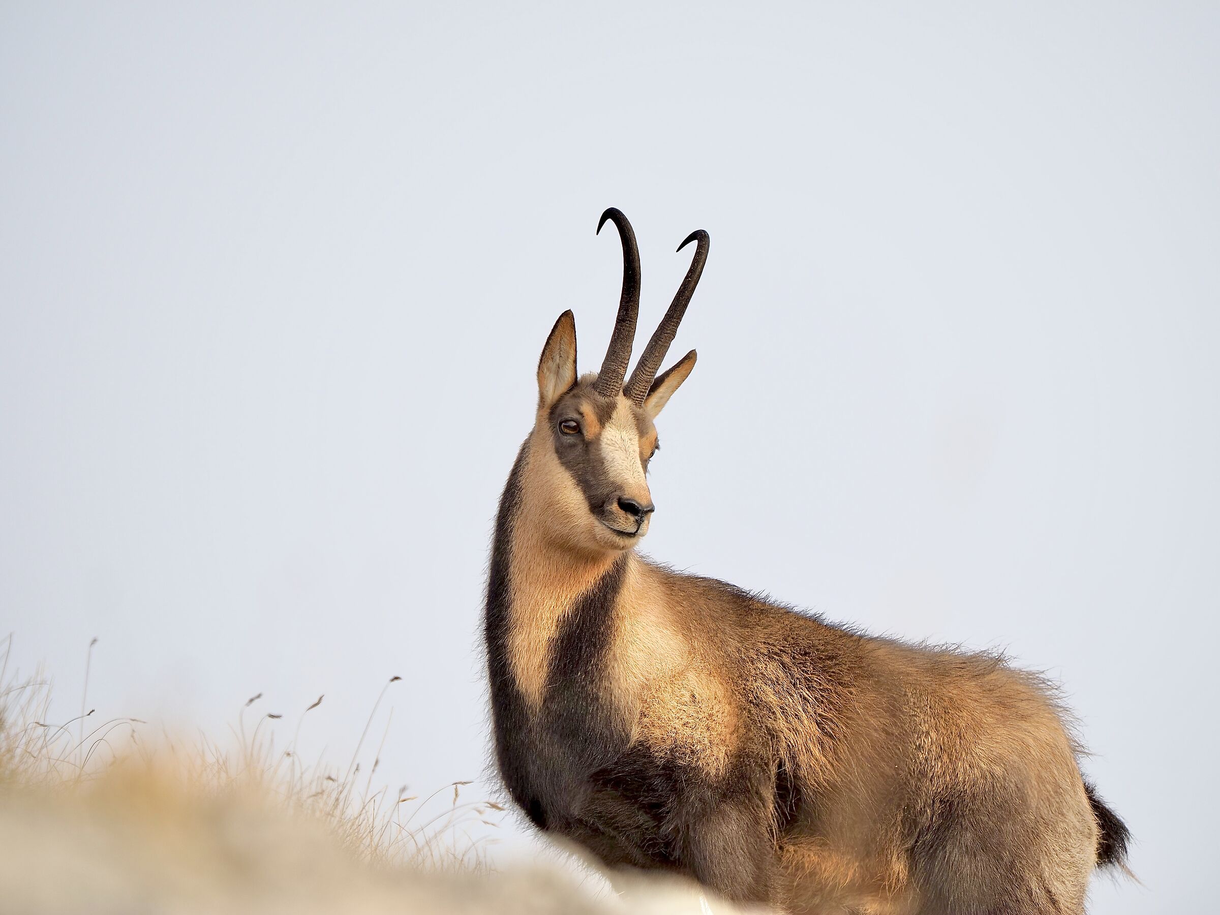 Apennine chamois