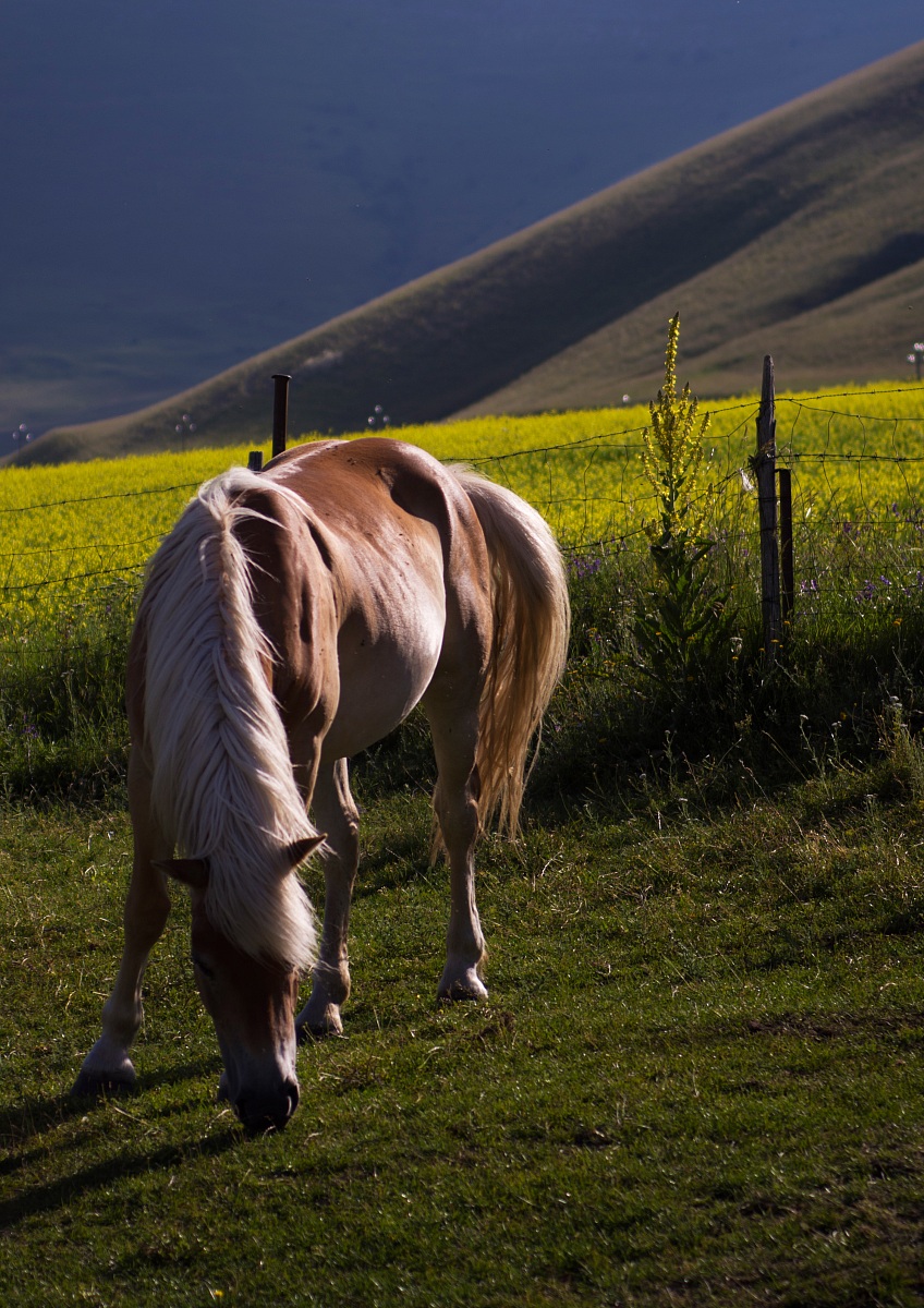 castelluccio