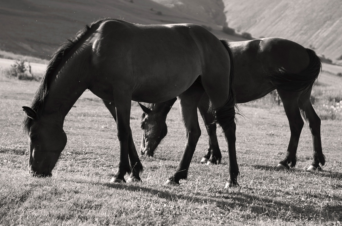 castelluccio