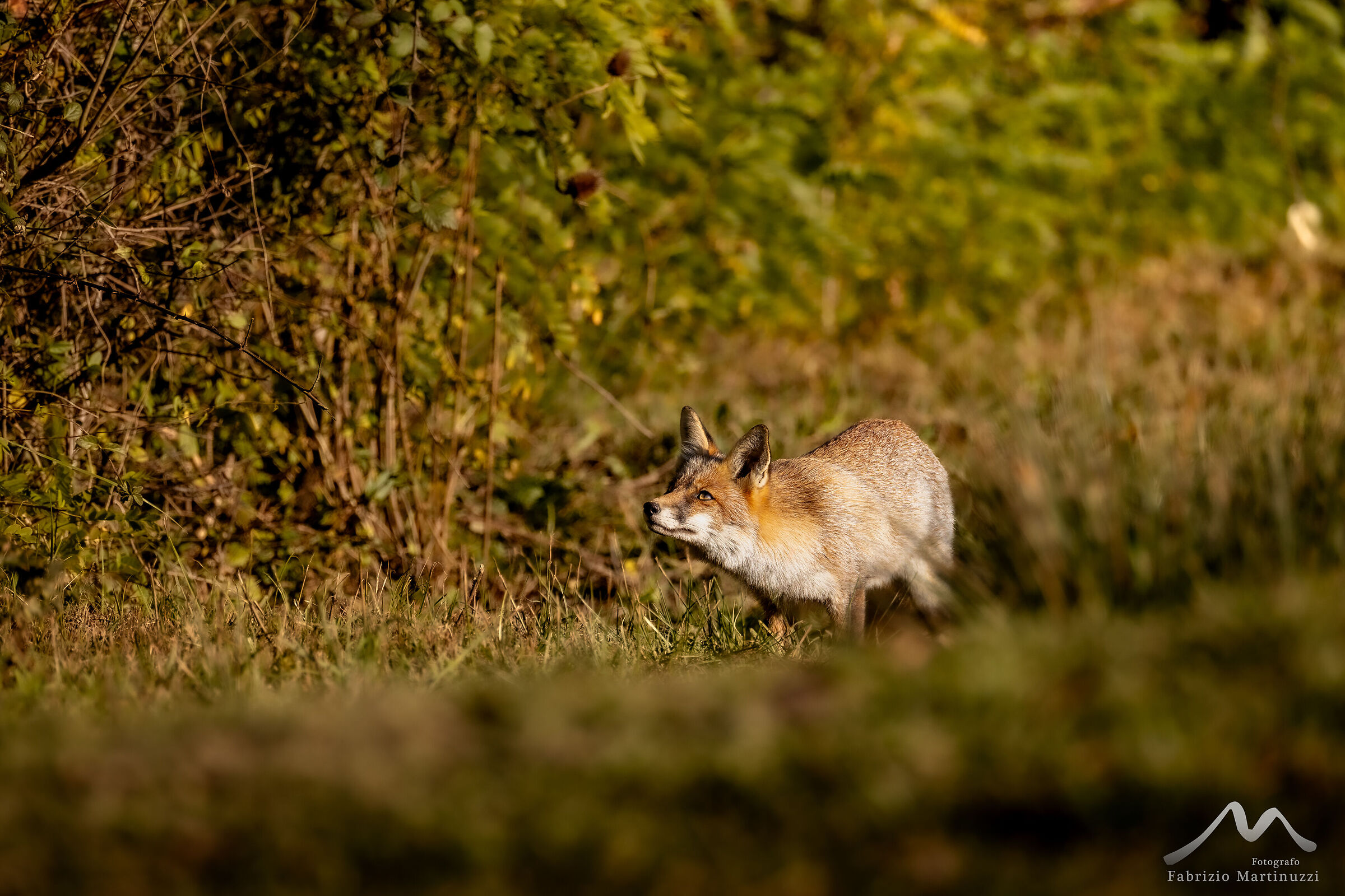 Vulpes vulpes 2