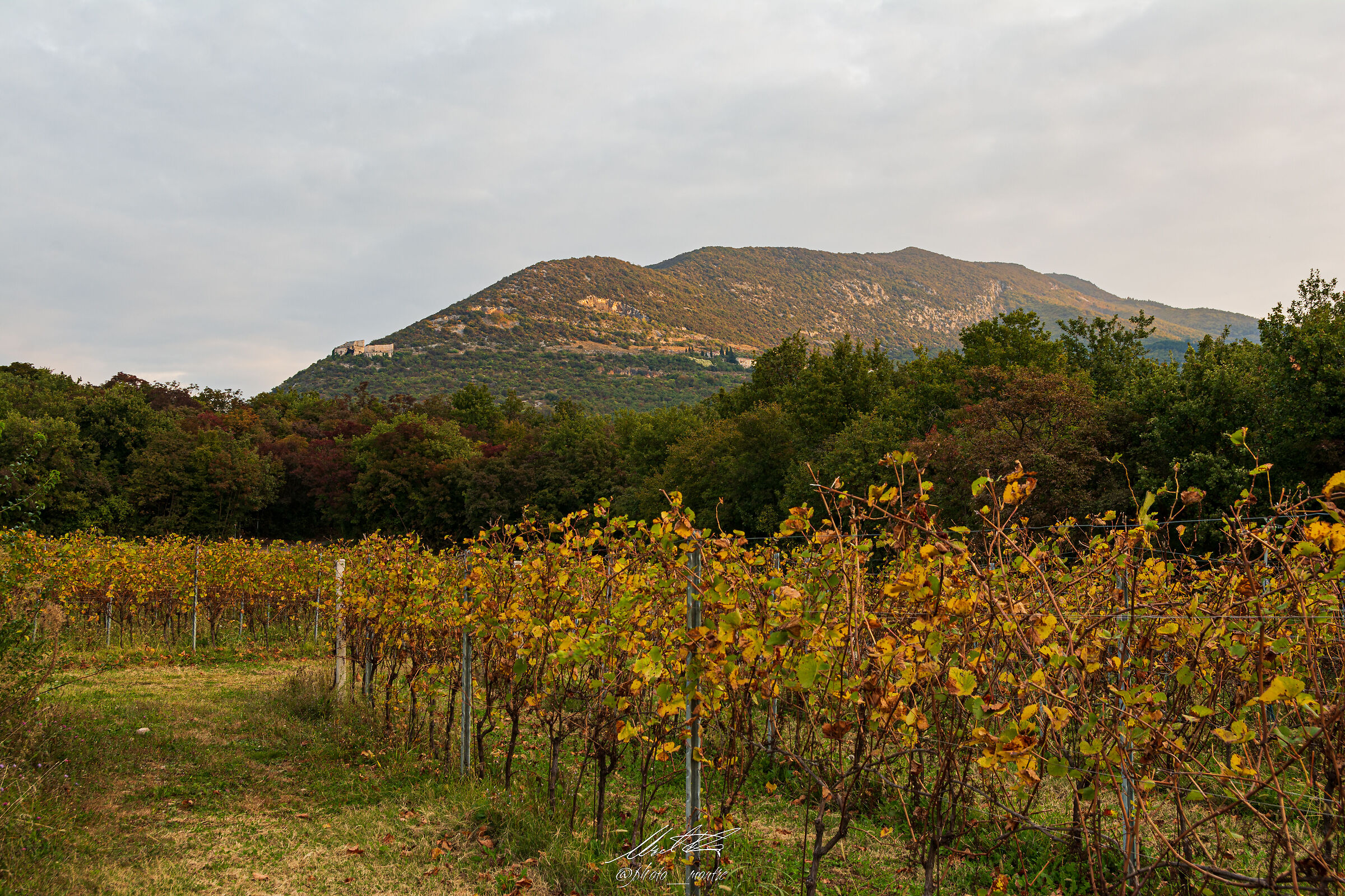 Monte Pastello and vineyards