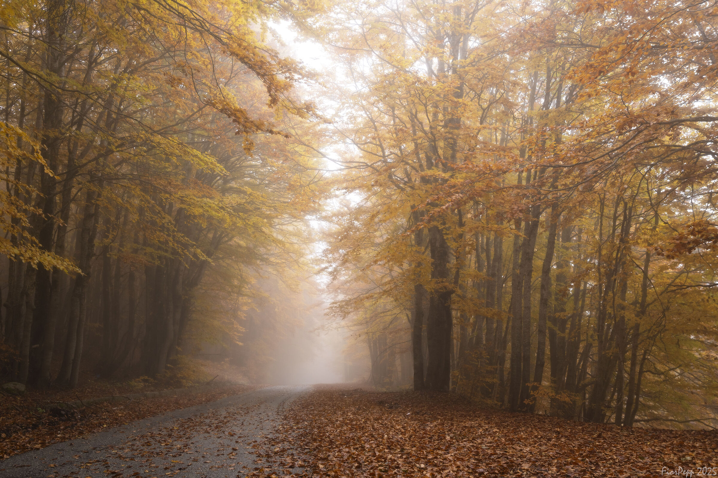 Strada delle Vette... Parco Nazionale della Sila (cs)