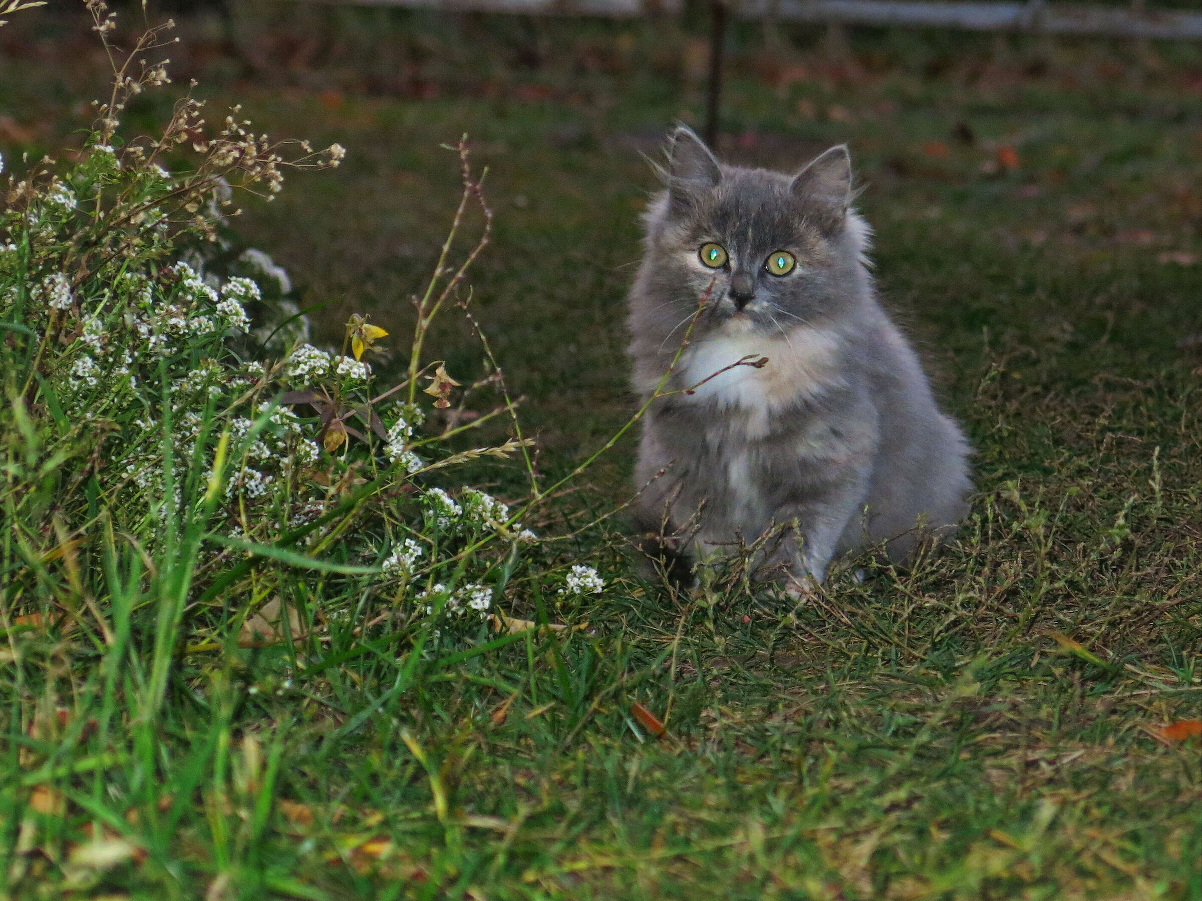 gatto birichino