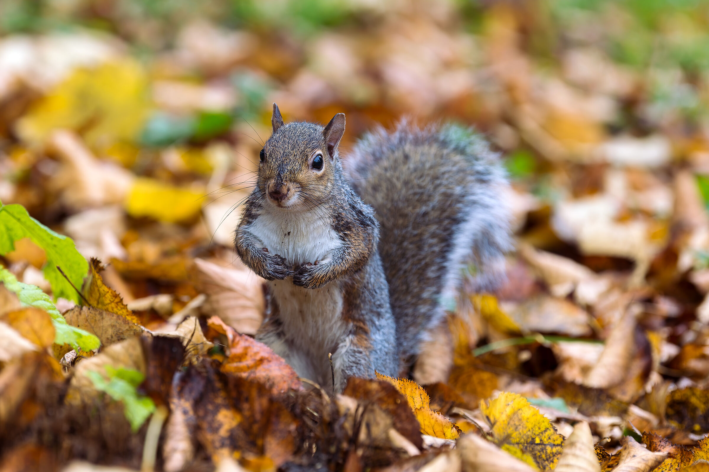 Scoiattolo Grigio