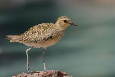 Pluvialis fulva