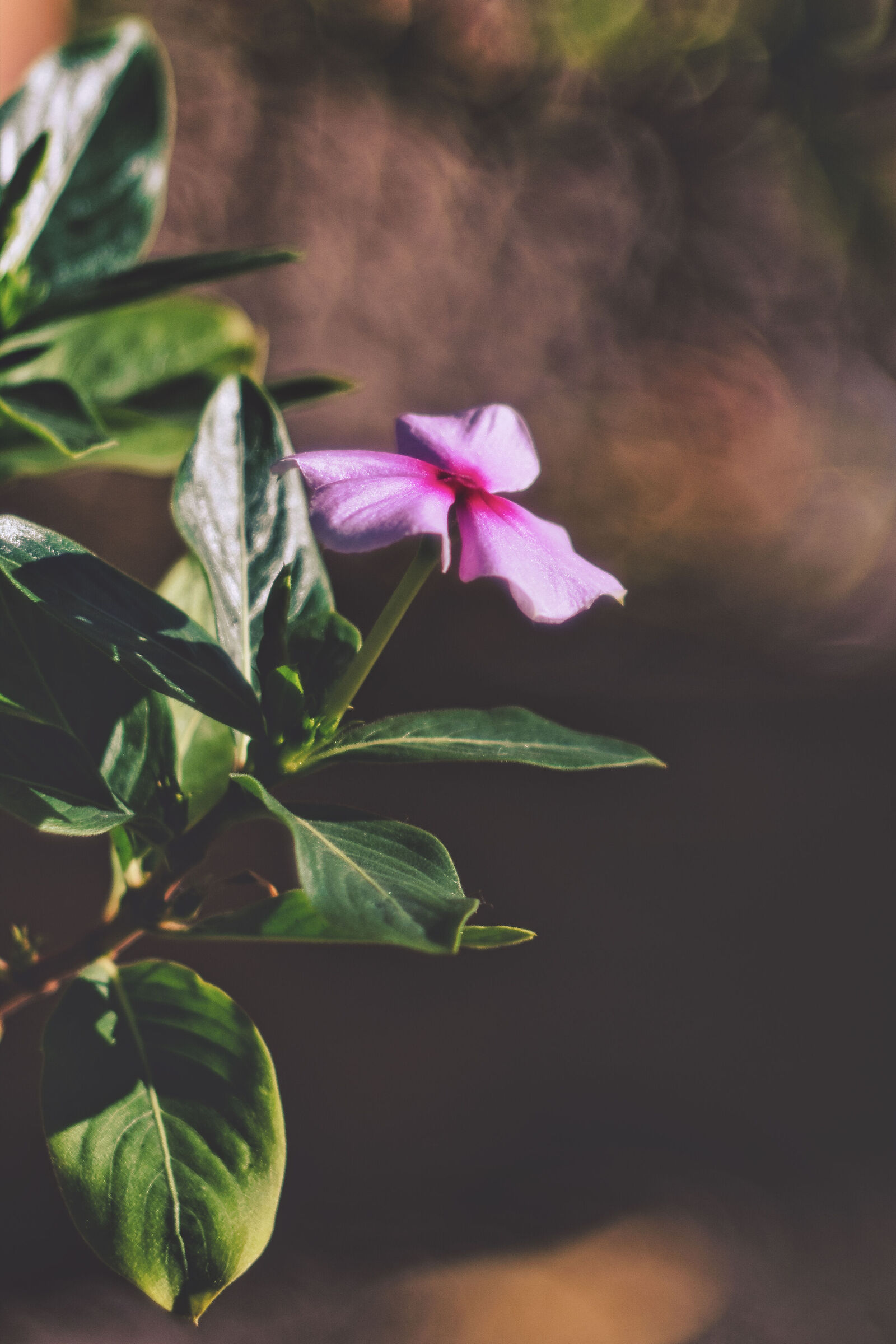 Macro - Prova TTAttisan 100m Bubbles Bokeh