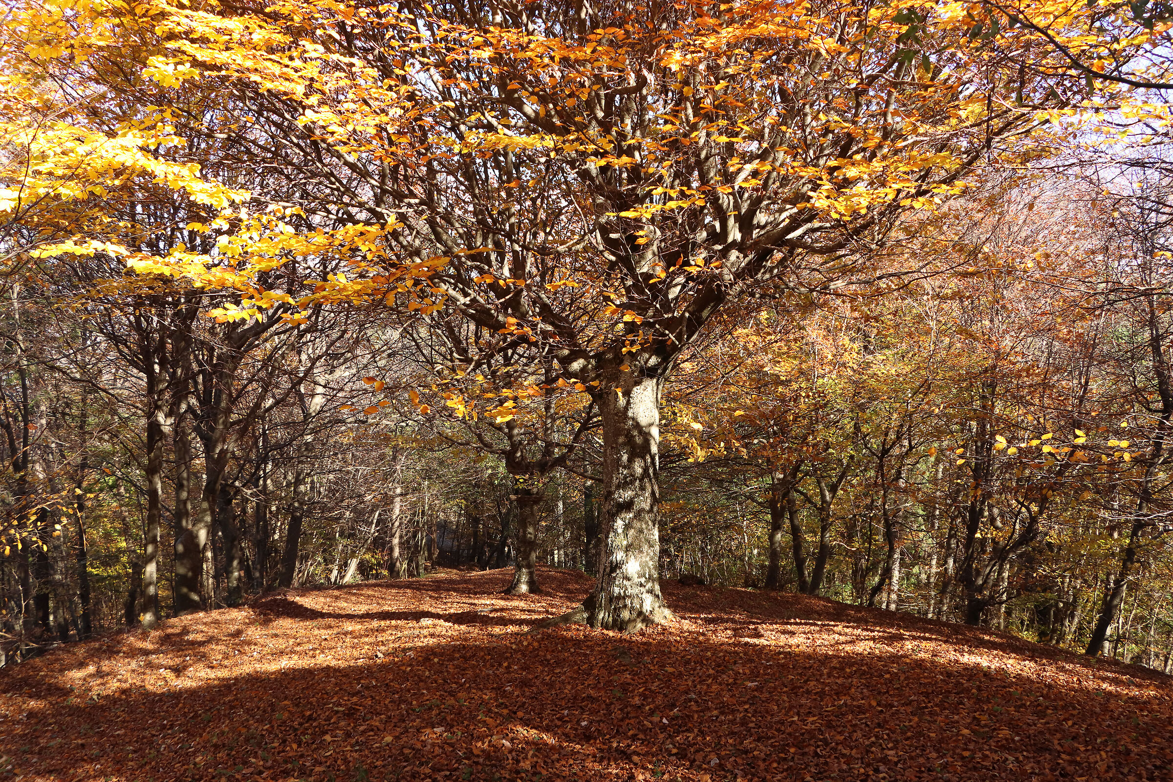 Beech forest of Cavlera