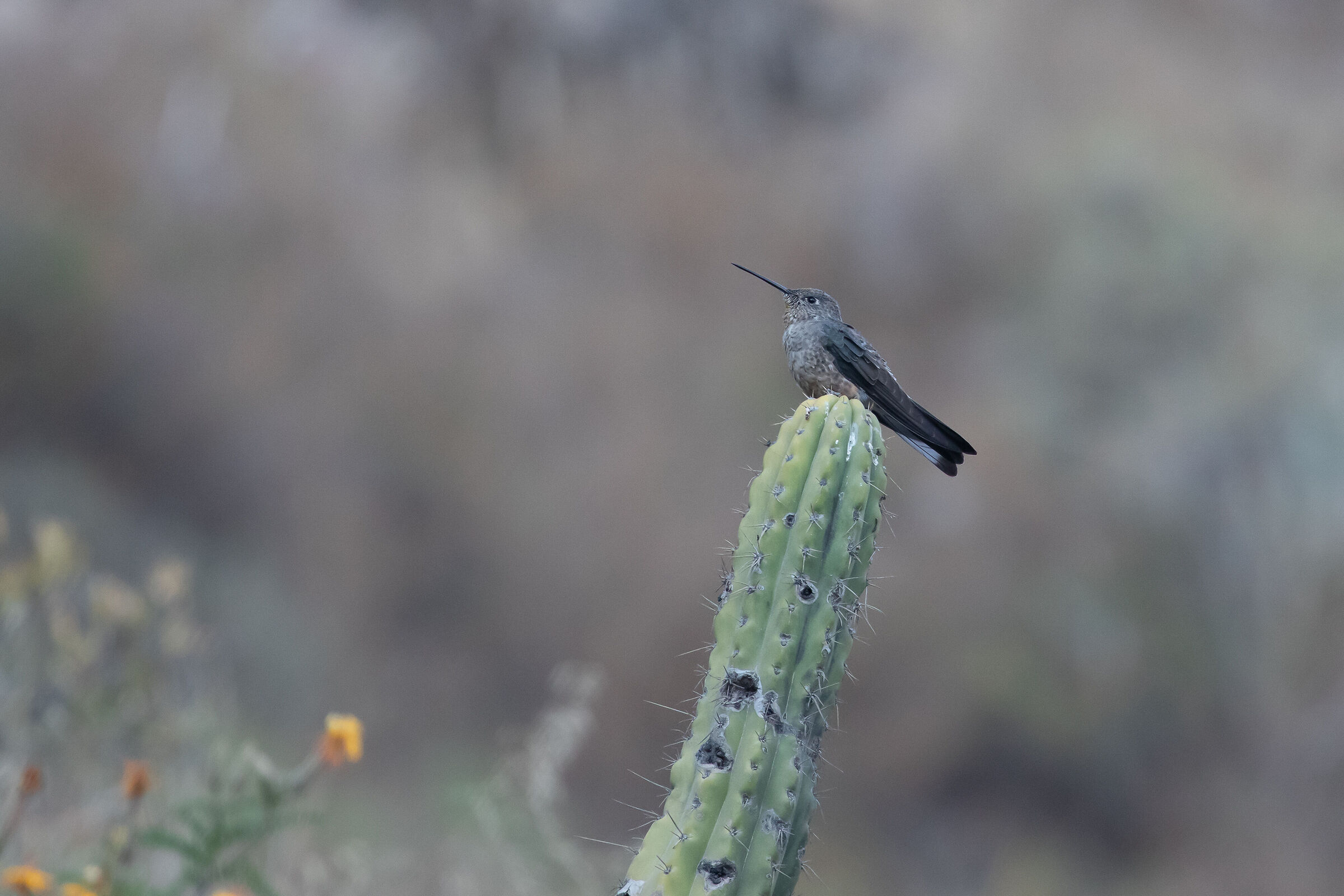 Colibrì Gigante